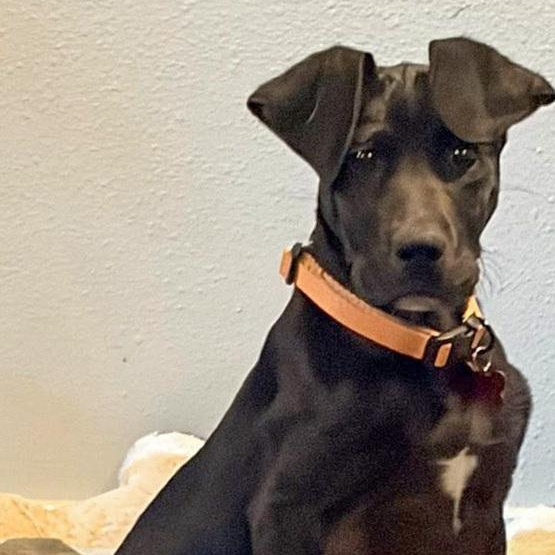 Hubcap, Adoptable, Puppy Male Great Dane.