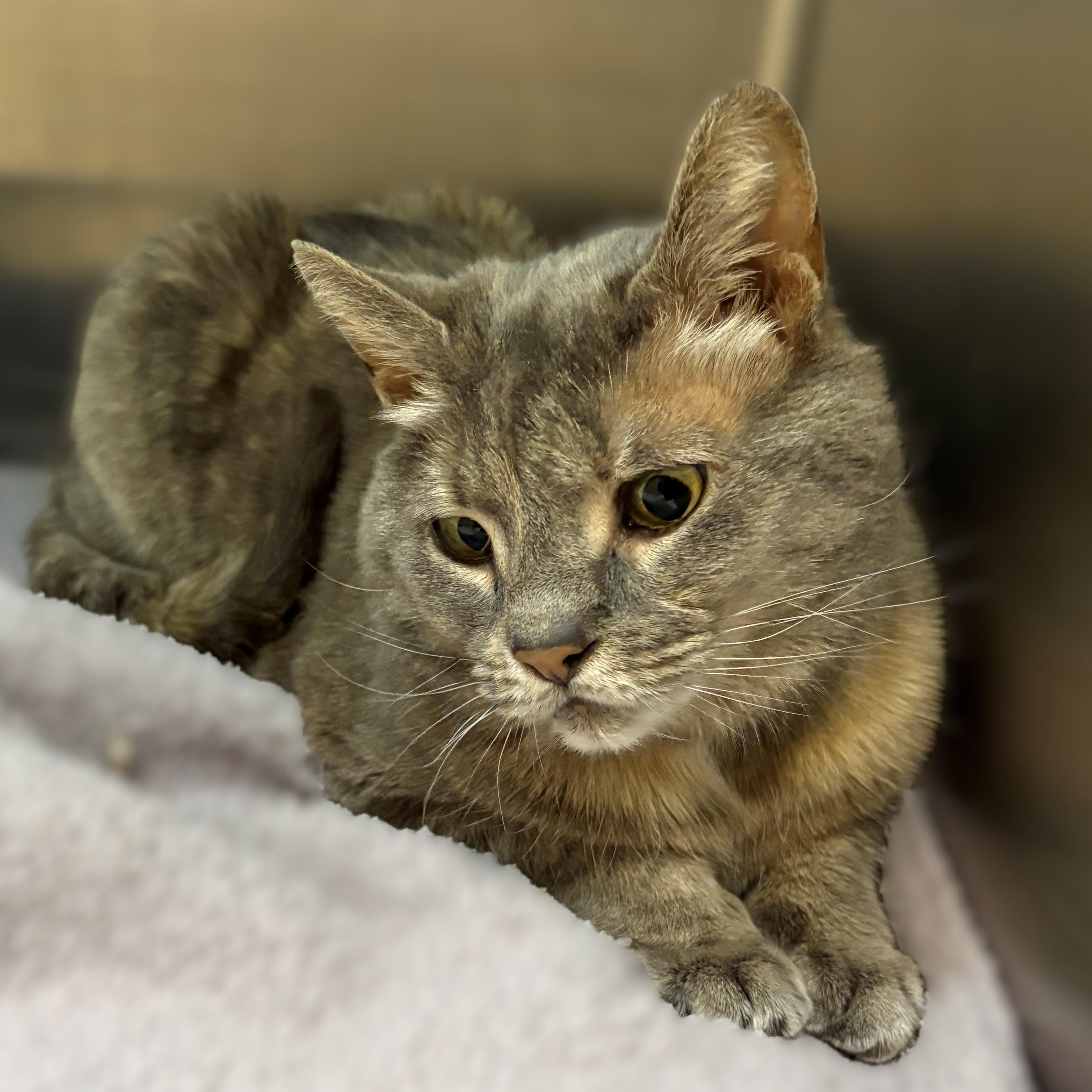 Enlarge Minna- #51117, a ADOPTABLE Domestic Short Hair in Columbia, MD image 4/5
