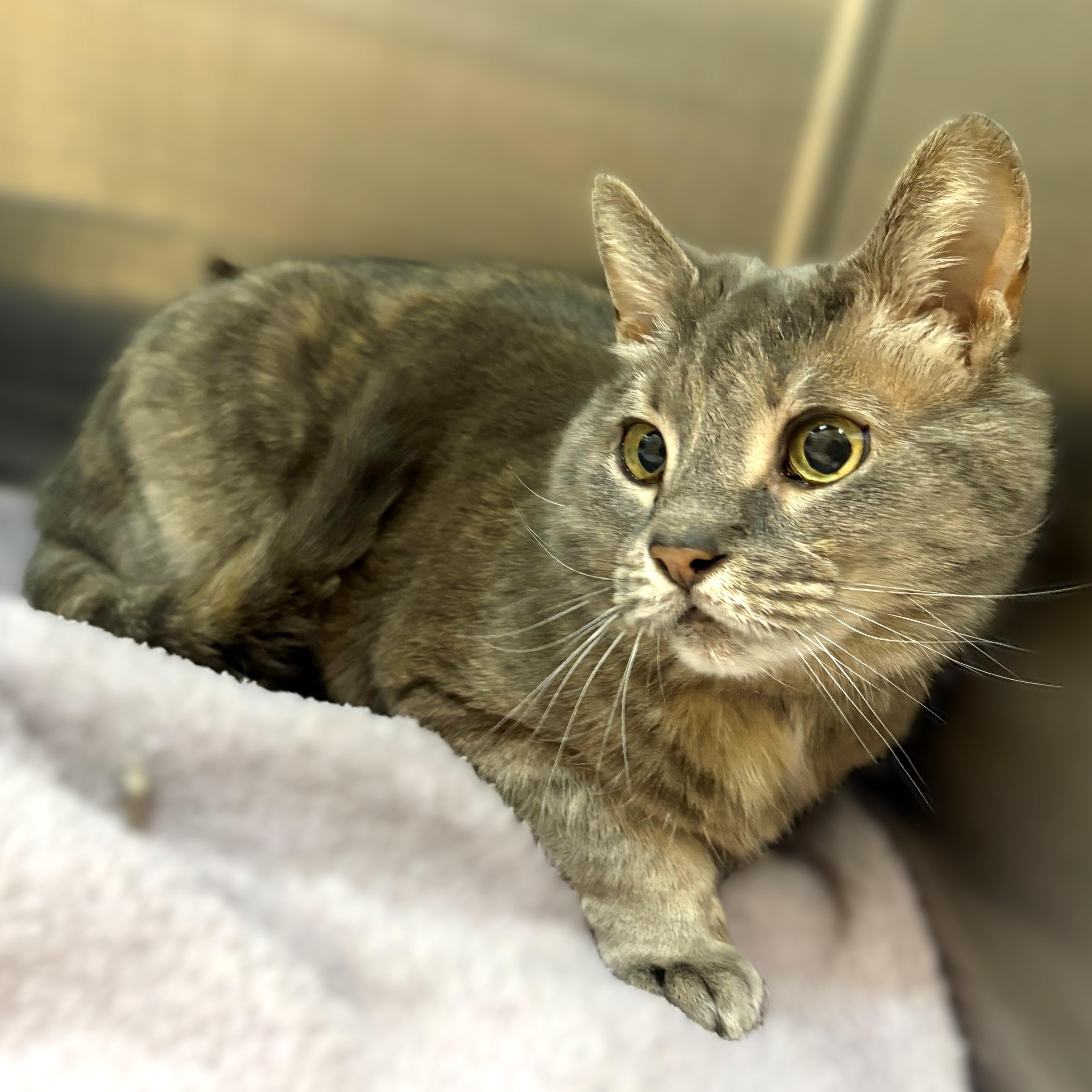 Enlarge Minna- #51117, a ADOPTABLE Domestic Short Hair in Columbia, MD image 5/5