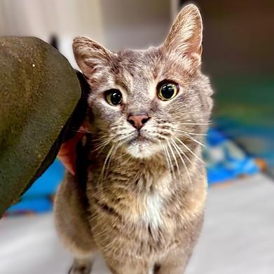 Enlarge Minna- #51117, a ADOPTABLE Domestic Short Hair in Columbia, MD image 1/5