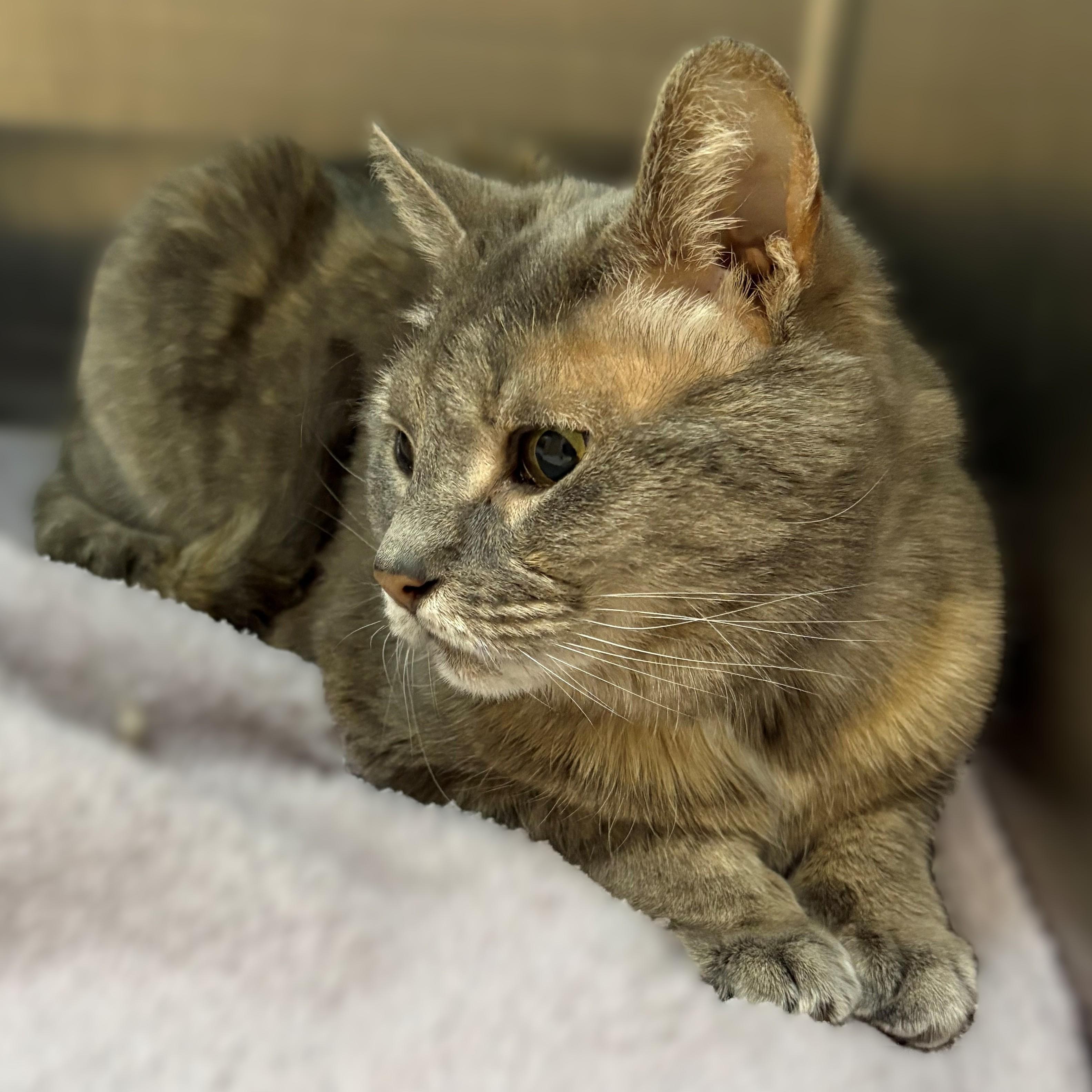 Enlarge Minna- #51117, a ADOPTABLE Domestic Short Hair in Columbia, MD image 3/5