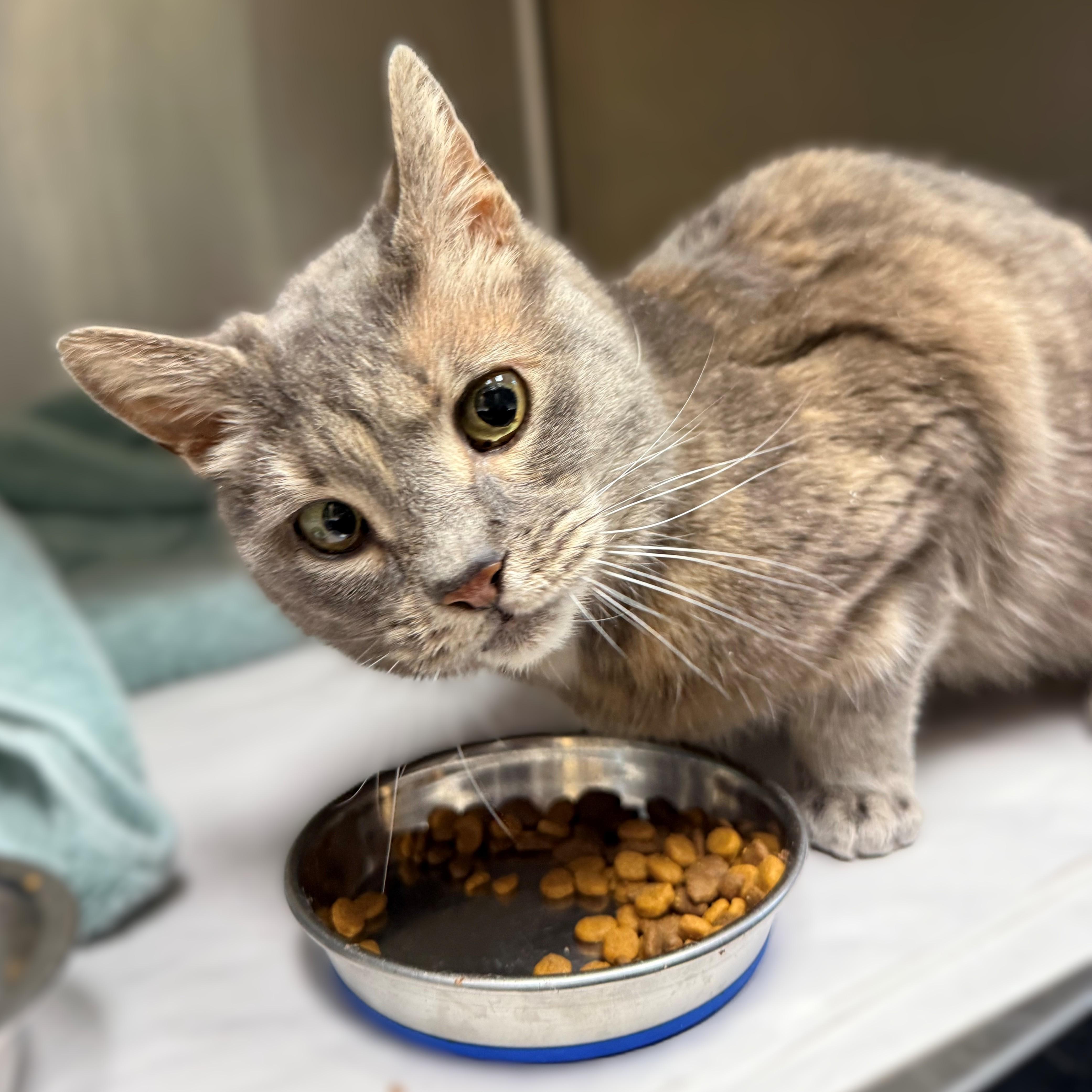 Enlarge Minna- #51117, a ADOPTABLE Domestic Short Hair in Columbia, MD image 2/5