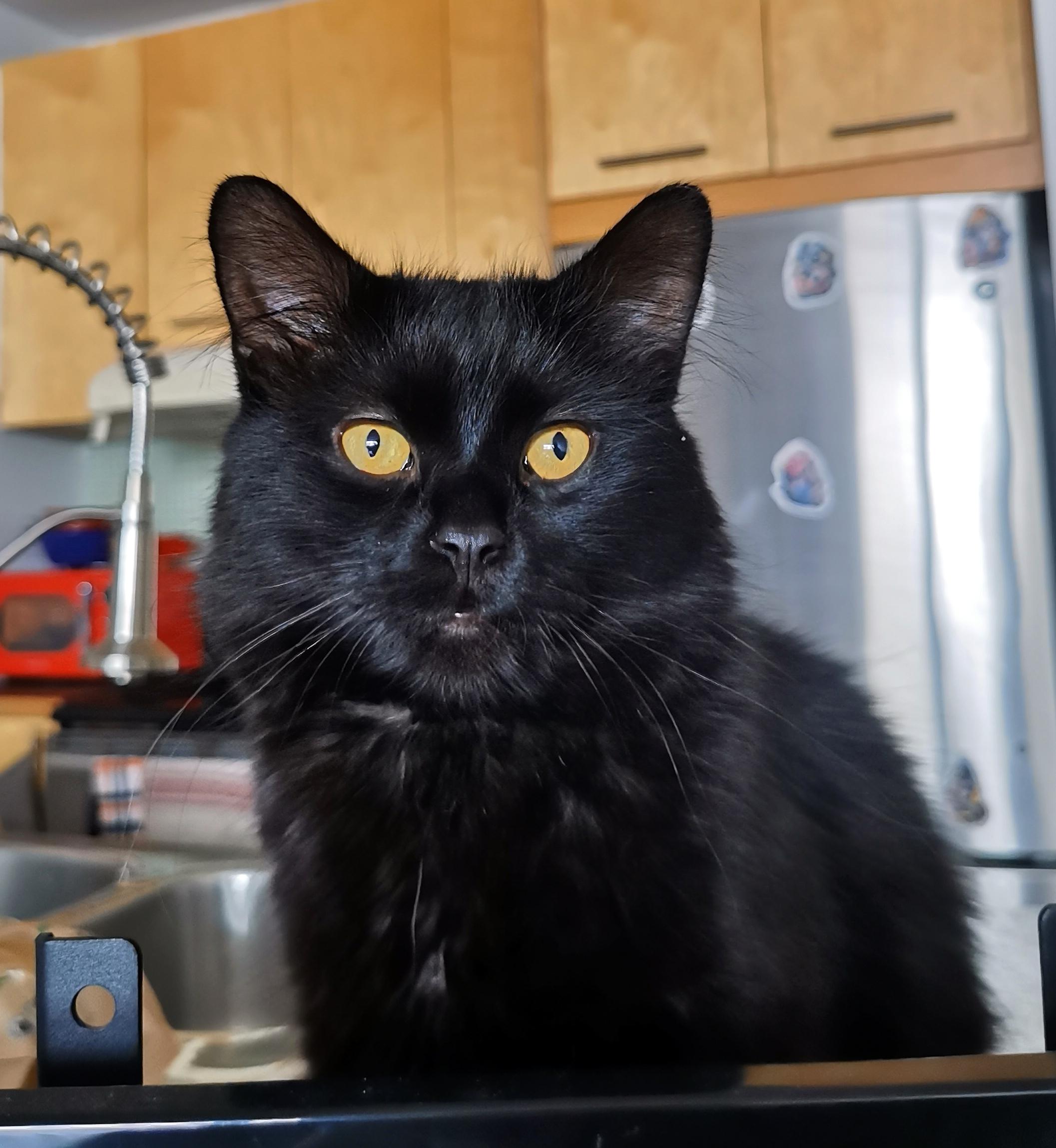 Enlarge Joaquim, an adoptable Domestic Medium Hair in Verdun, QC image 1/3