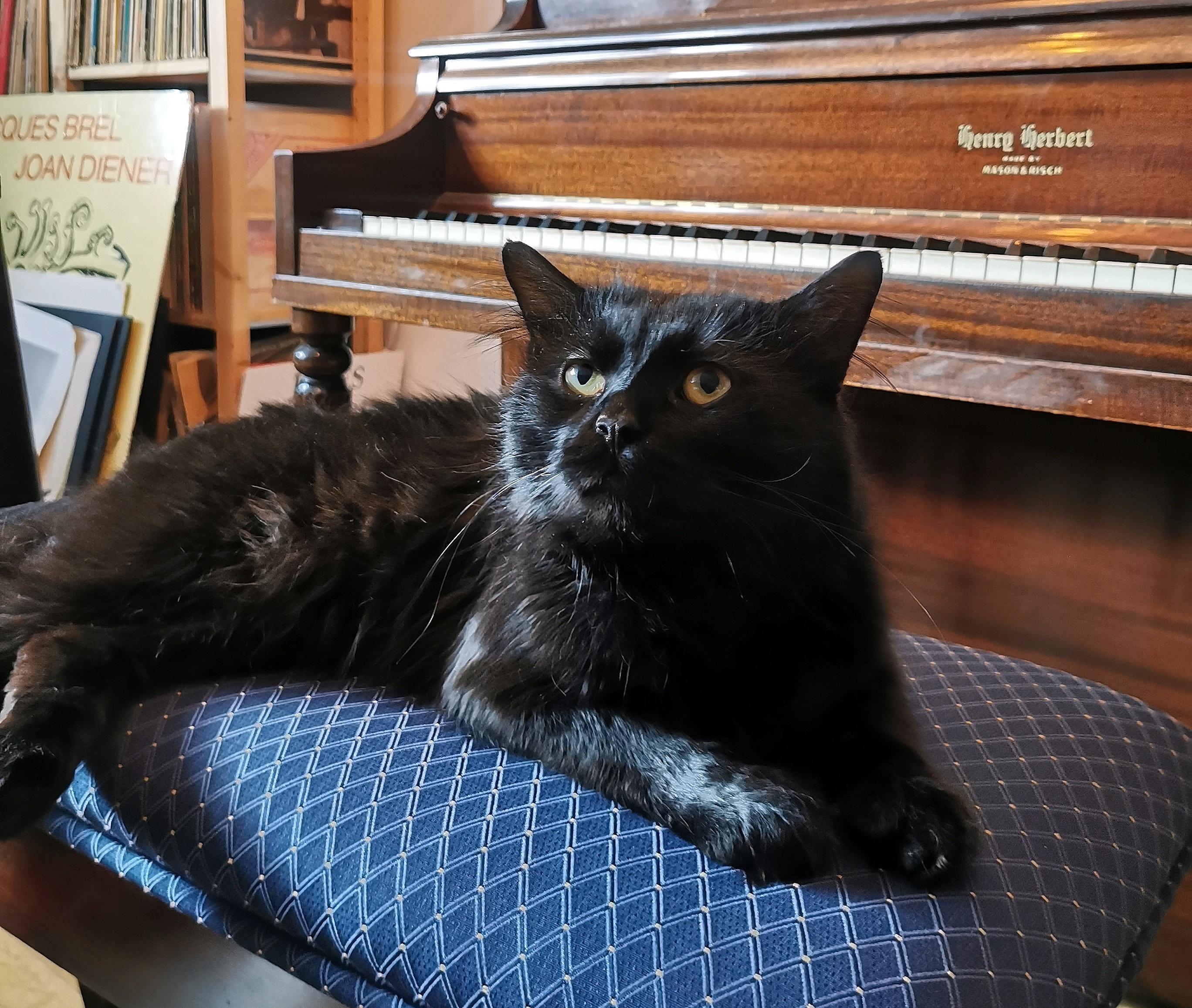 Enlarge Joaquim, an adoptable Domestic Medium Hair in Verdun, QC image 2/3