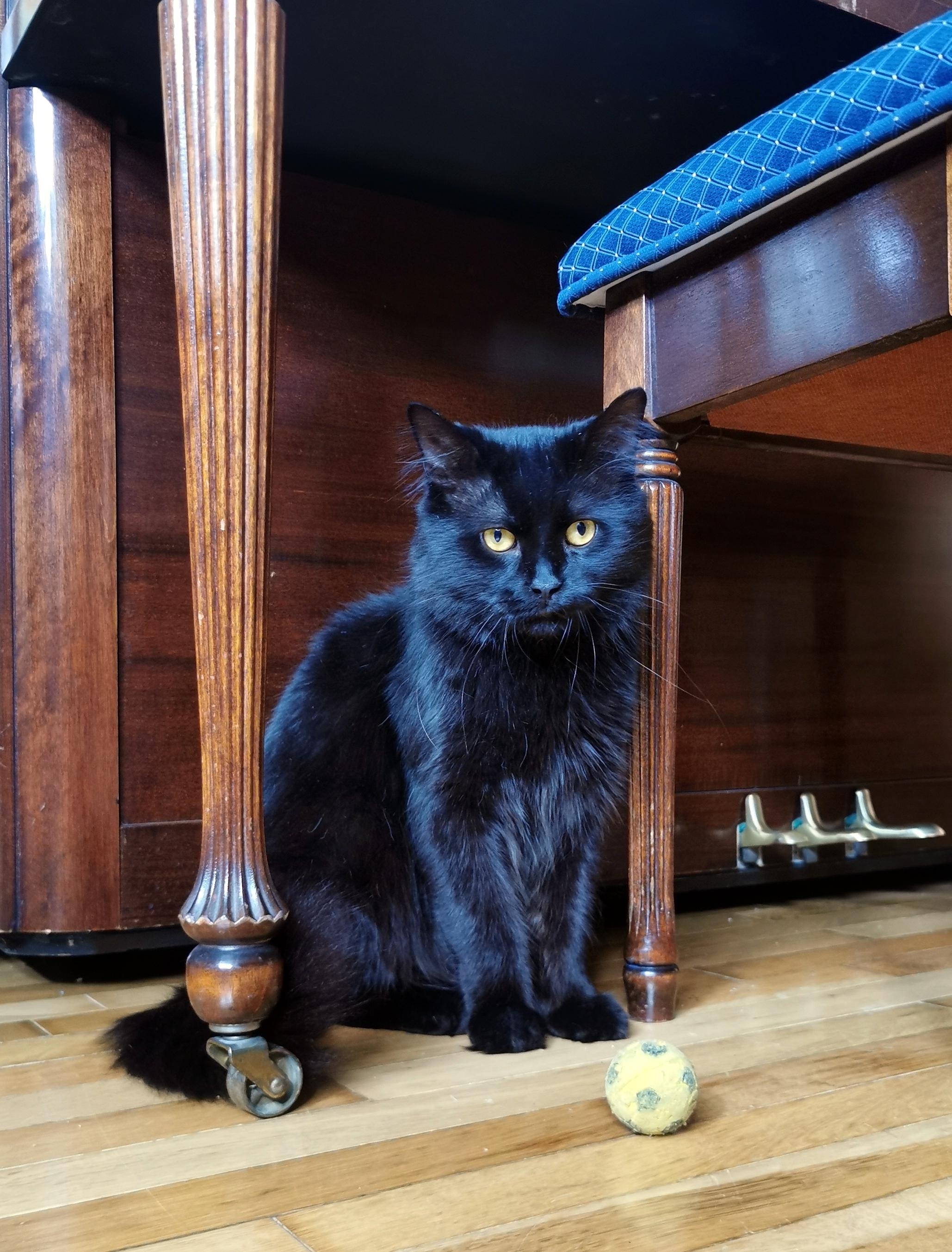 Enlarge Joaquim, an adoptable Domestic Medium Hair in Verdun, QC image 3/3