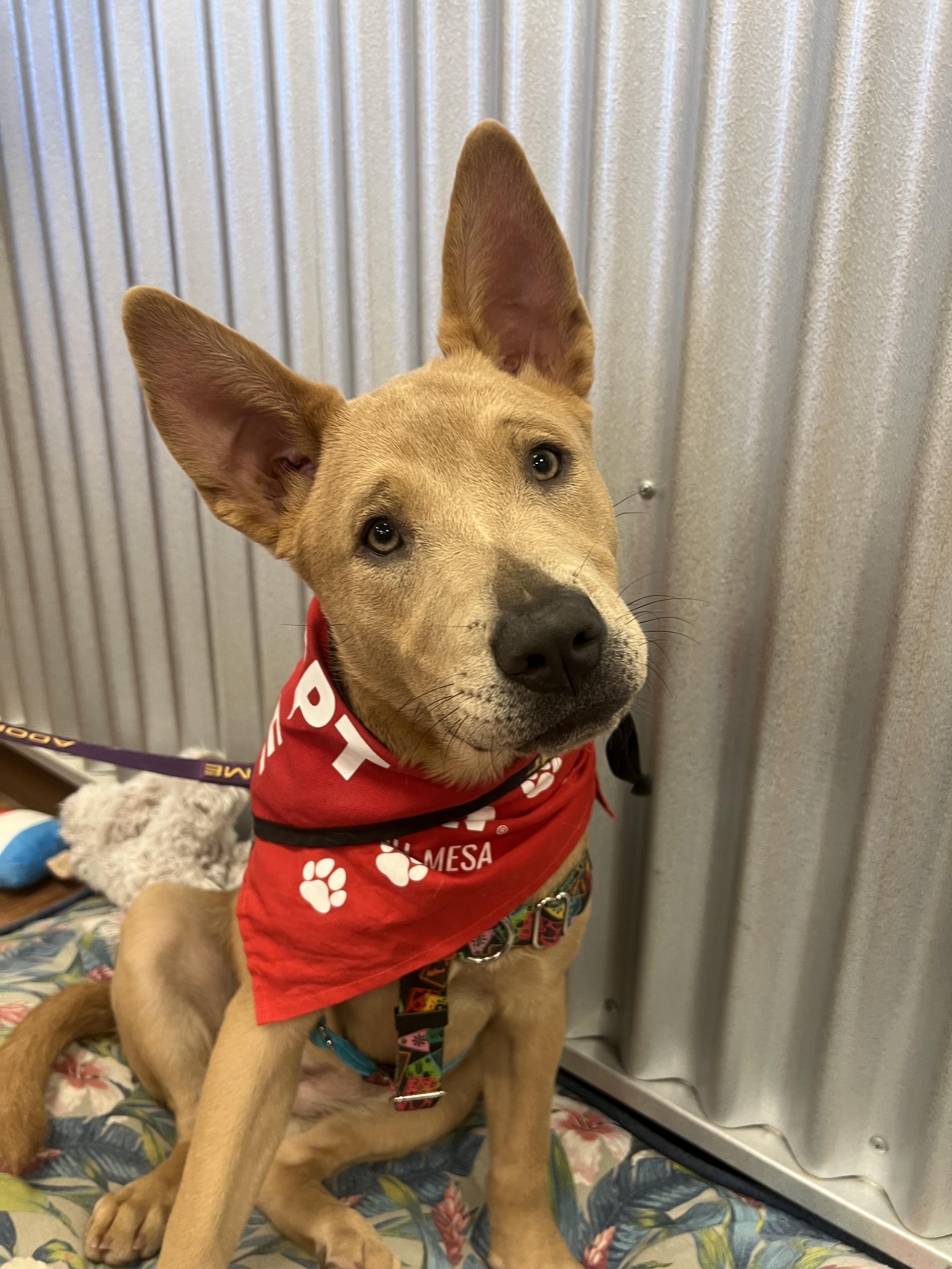 Savannah, a Adoptable mixed breed in Peoria, AZ image 6/6