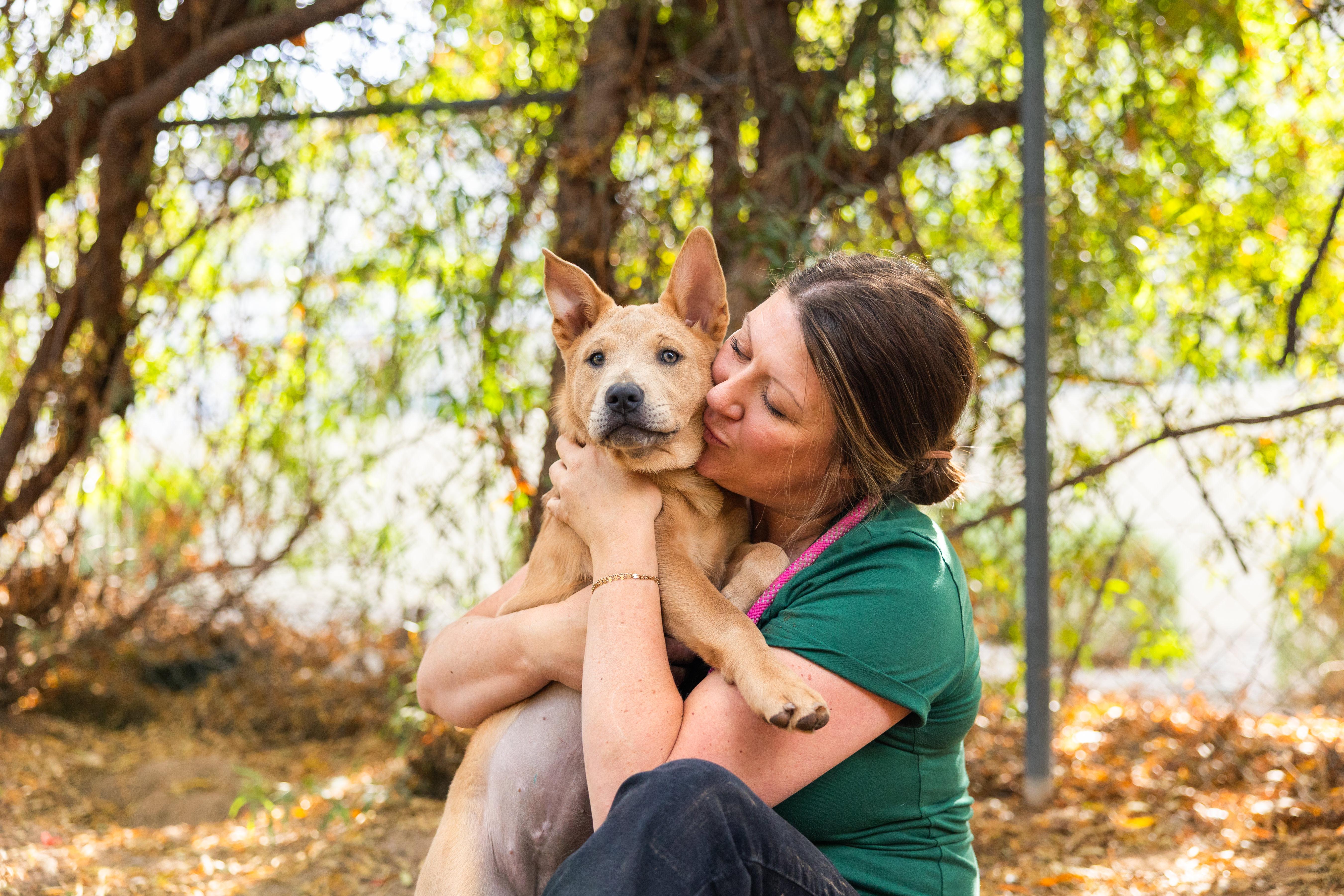 Savannah, a Adoptable mixed breed in Peoria, AZ image 2/6