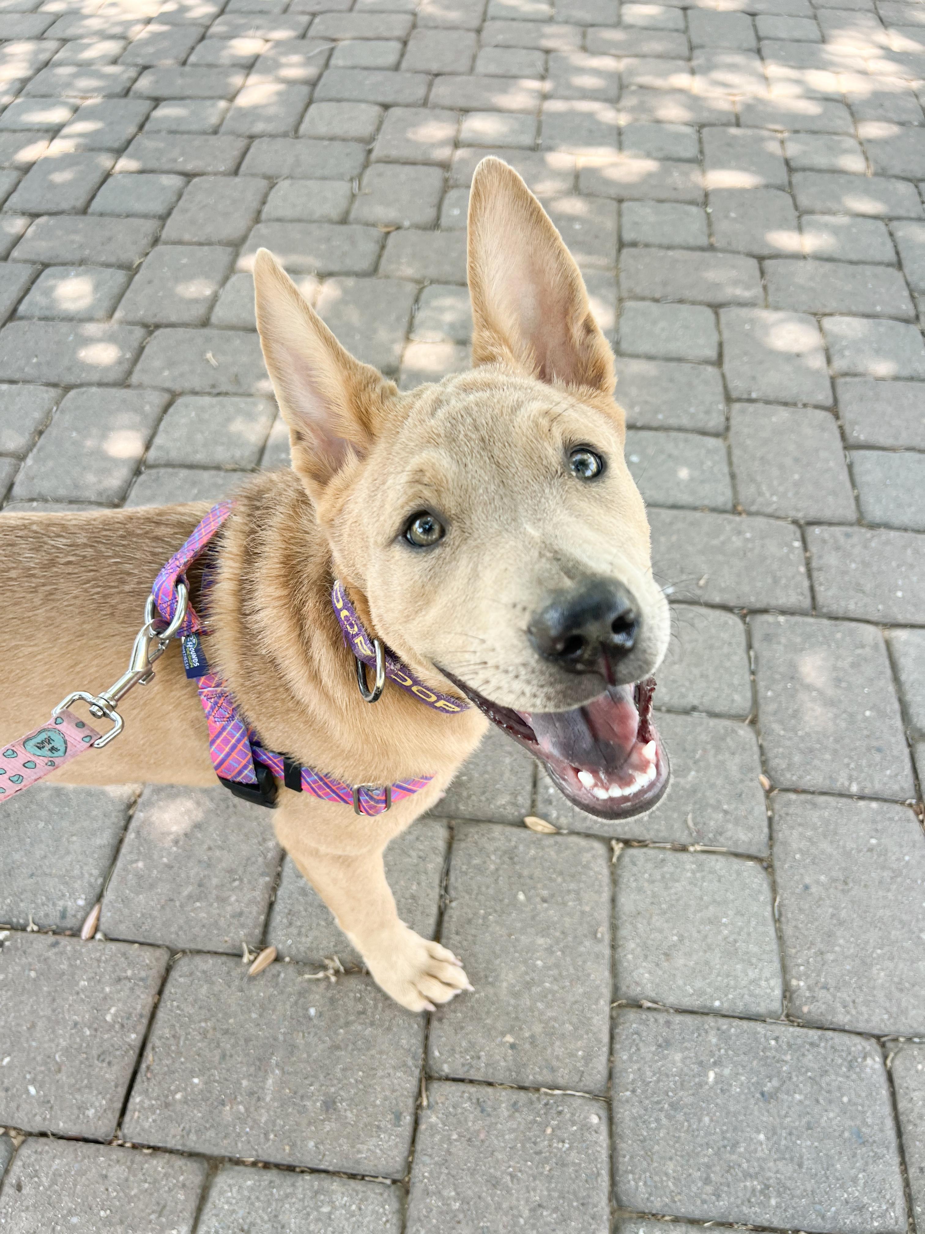 Savannah, a Adoptable mixed breed in Peoria, AZ image 1/6