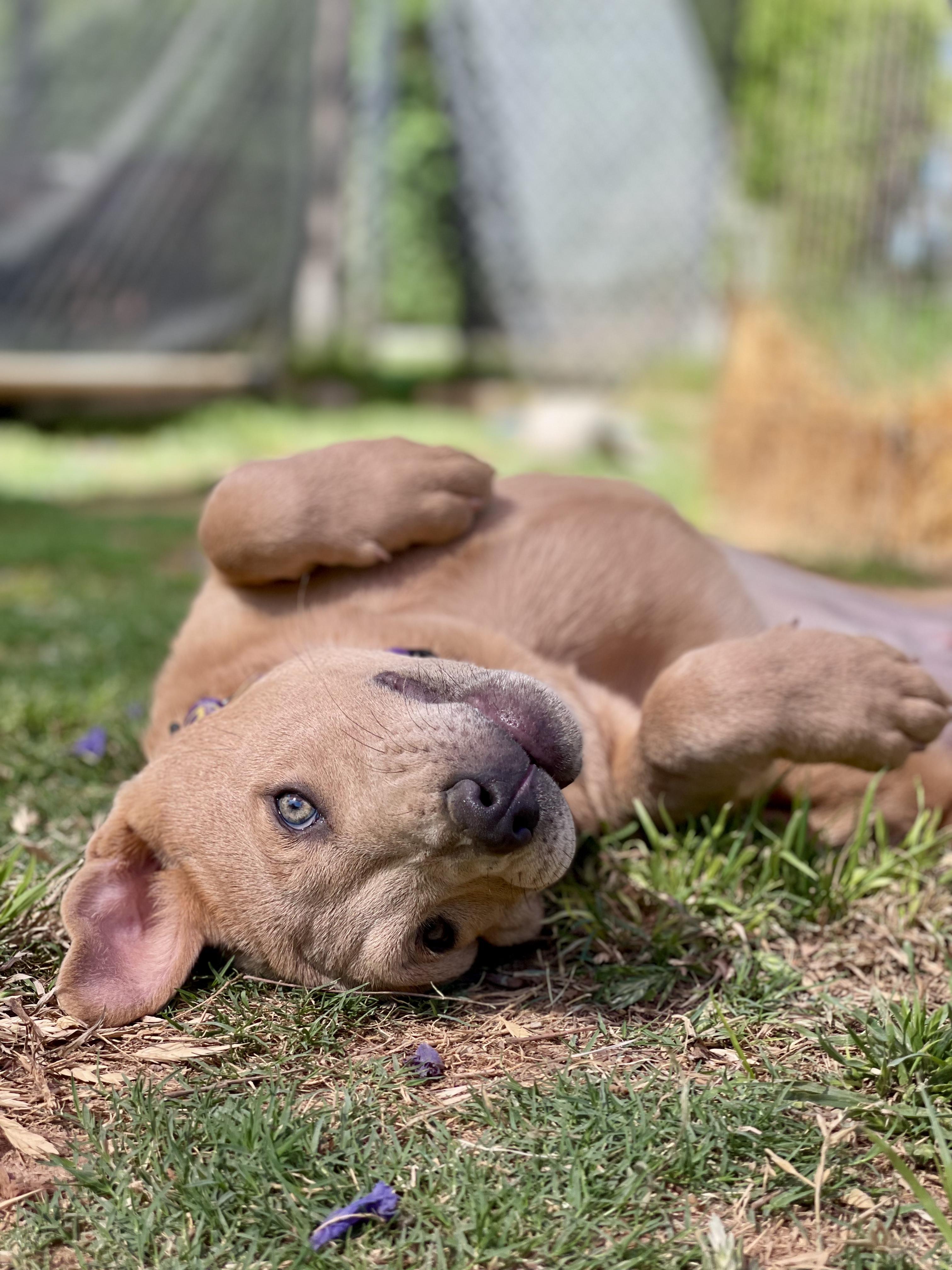 Savannah, a Adoptable mixed breed in Peoria, AZ image 5/6