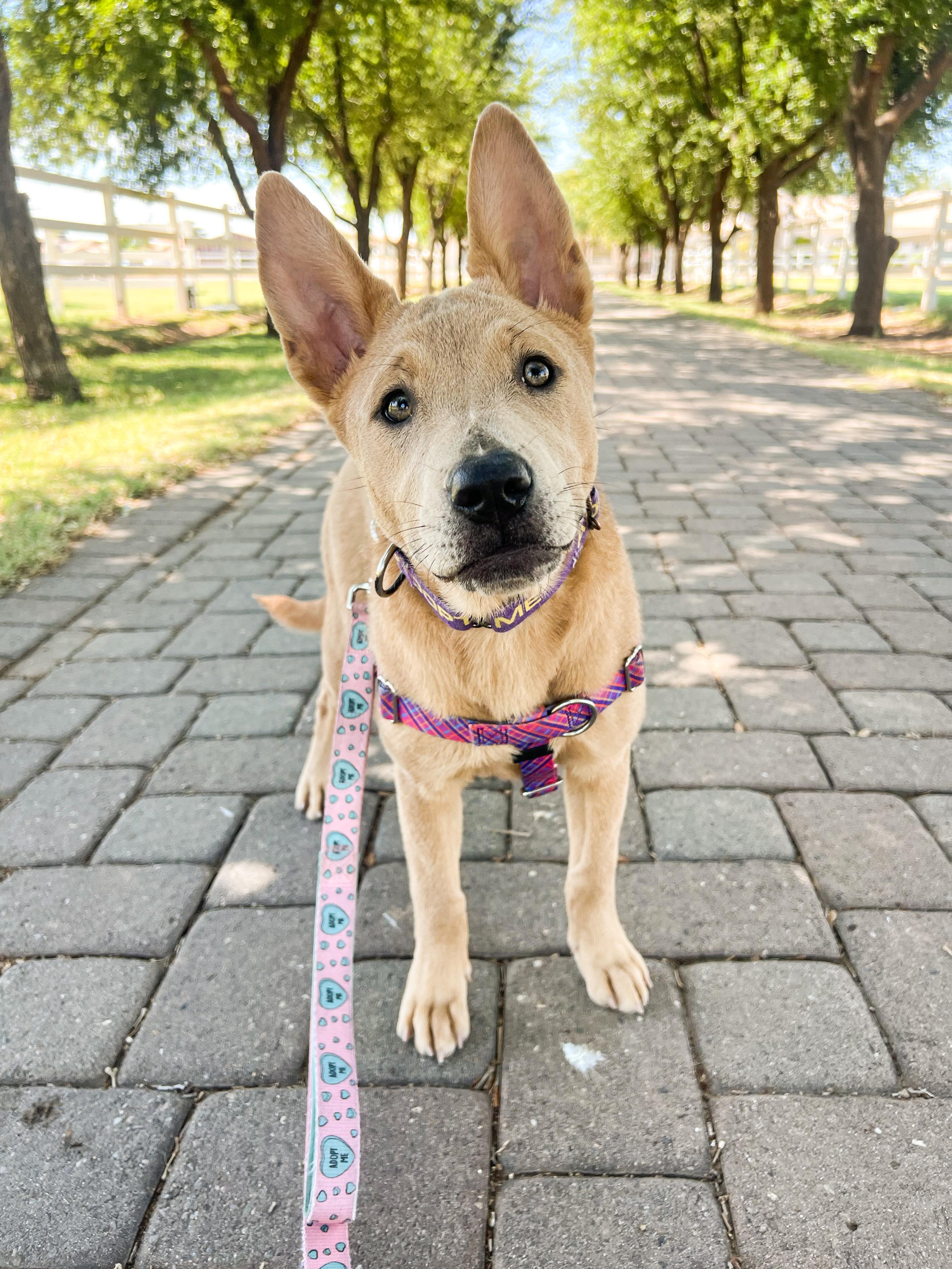 Savannah, a Adoptable mixed breed in Peoria, AZ image 3/6