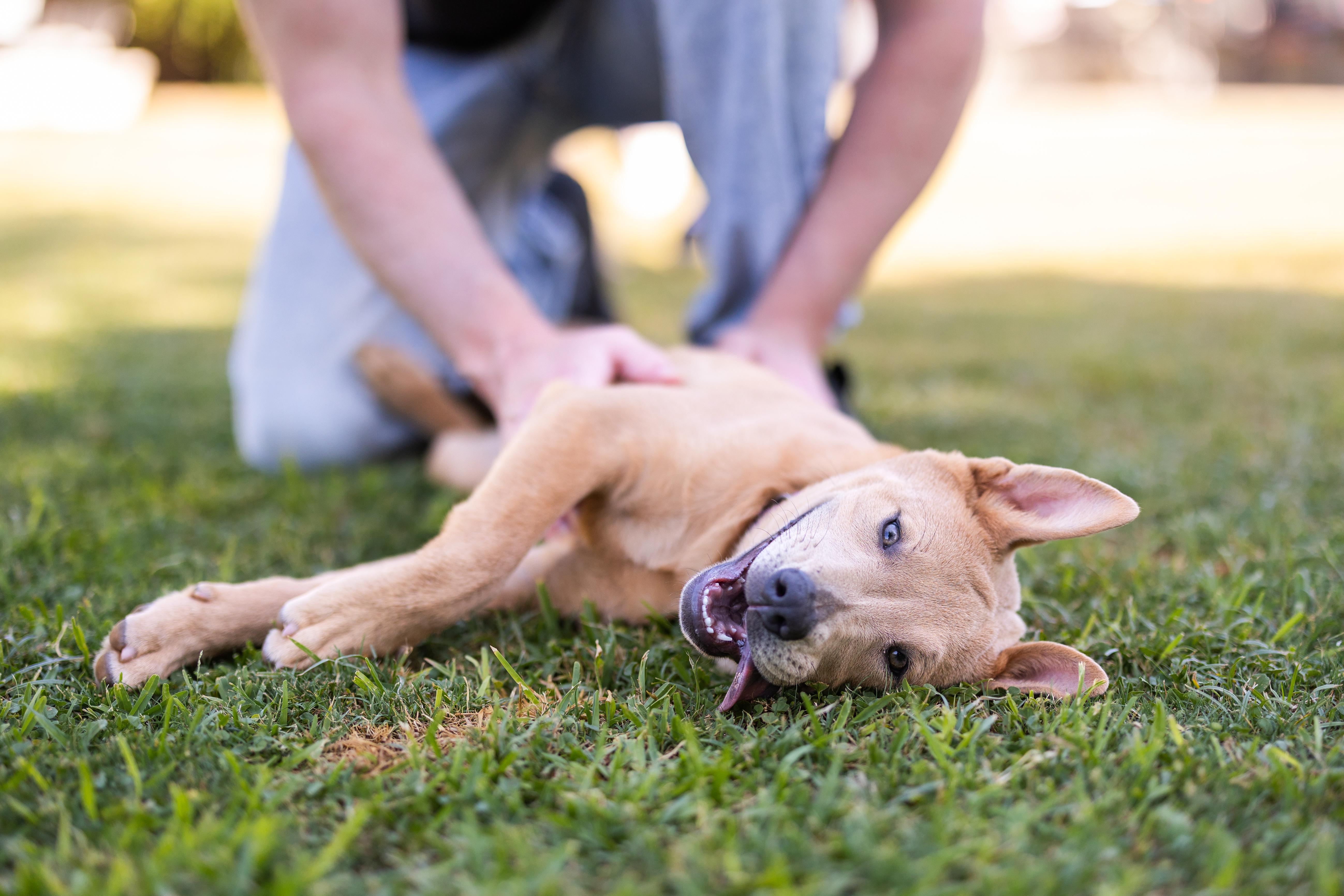 Savannah, a Adoptable mixed breed in Peoria, AZ image 4/6