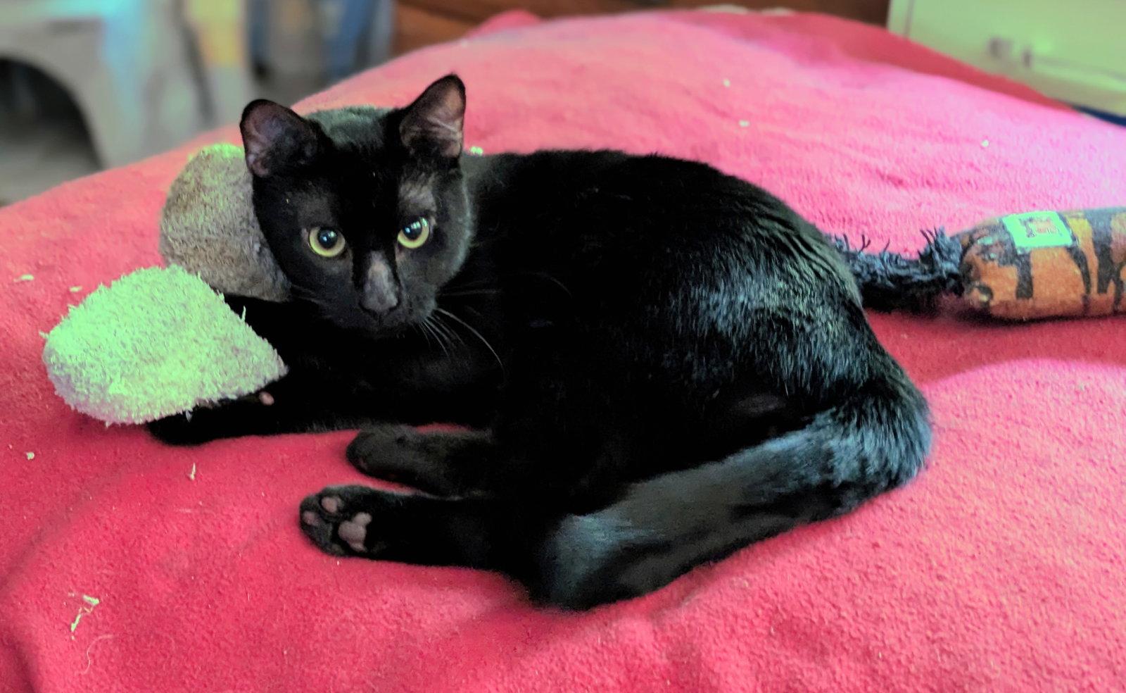 Enlarge onyx, a Adoptable Domestic Short Hair in San Jose, CA image 1/3