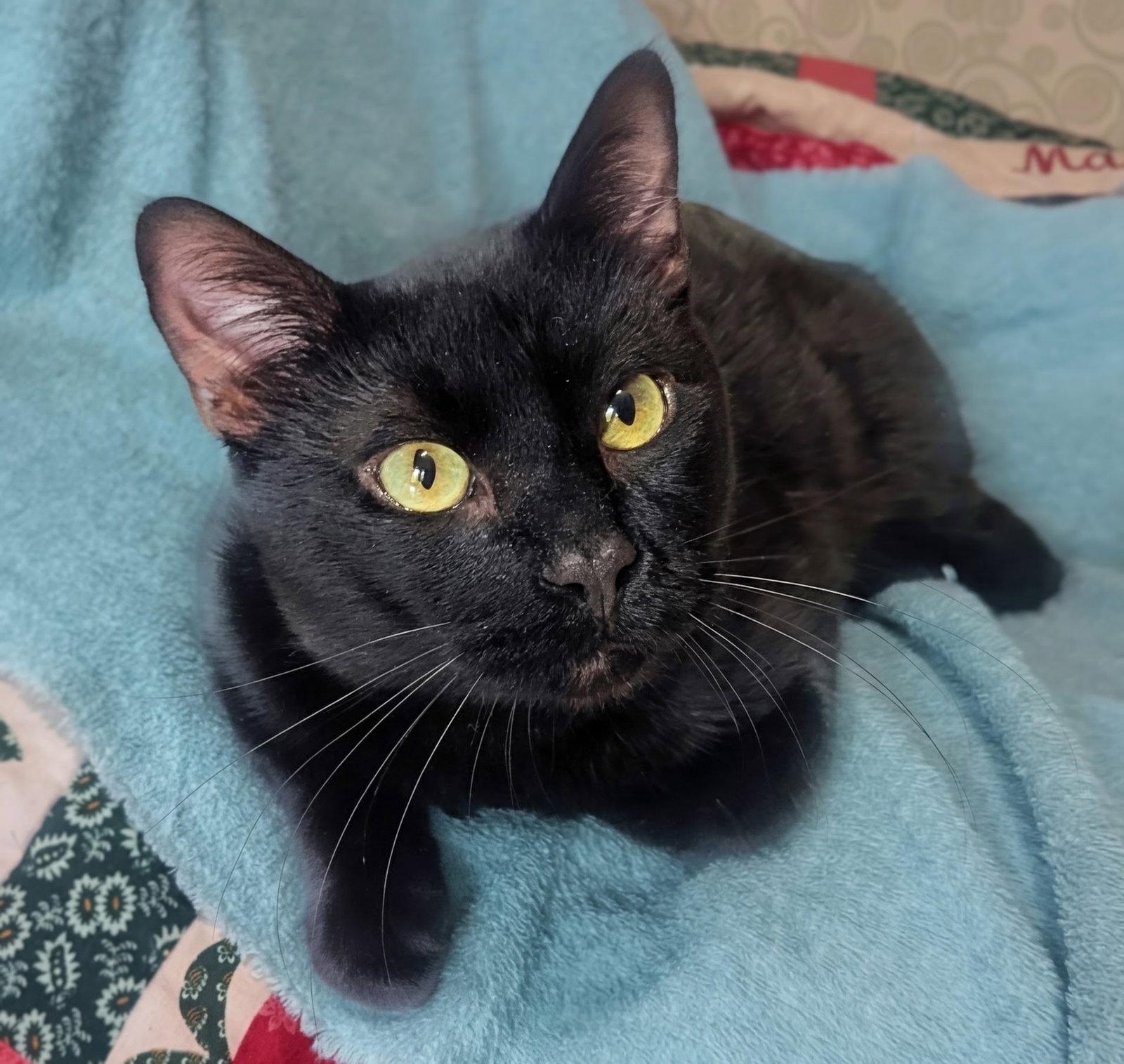 Enlarge onyx, a Adoptable Domestic Short Hair in San Jose, CA image 2/3