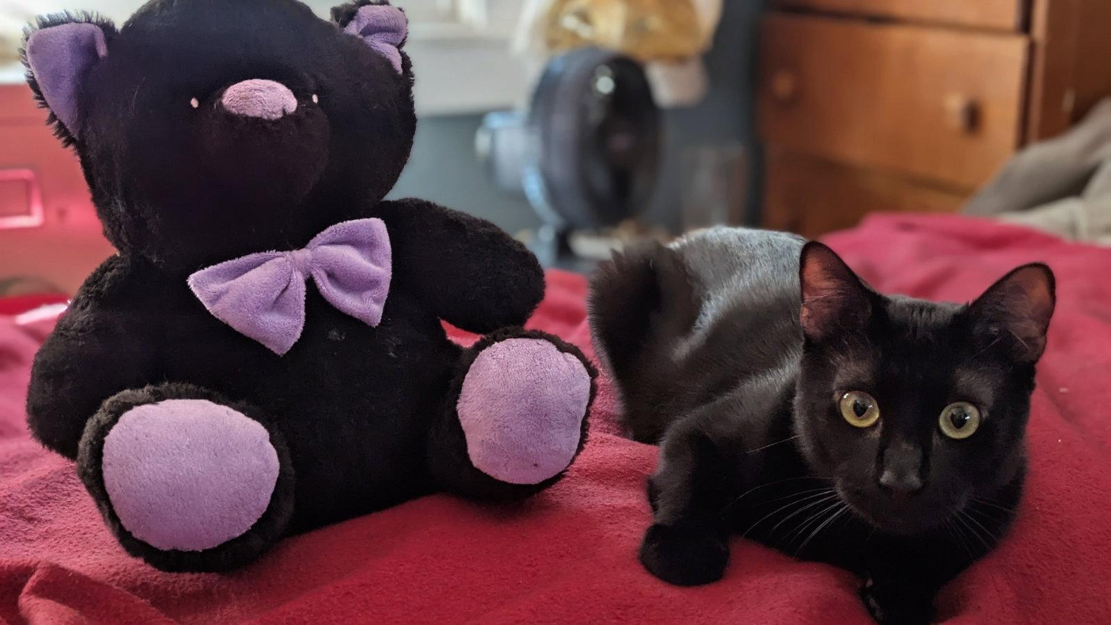 Enlarge onyx, a Adoptable Domestic Short Hair in San Jose, CA image 3/3