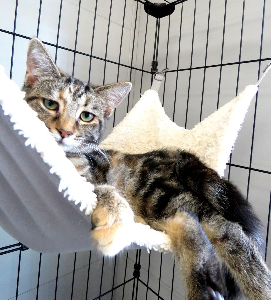 Enlarge Birthday Cake, a Adoptable American Shorthair in Van Wert, OH image 1/2