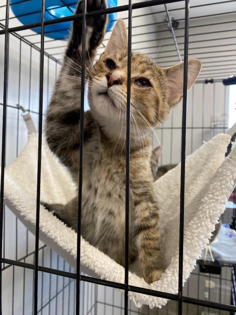 Enlarge Birthday Cake, a Adoptable American Shorthair in Van Wert, OH image 2/2