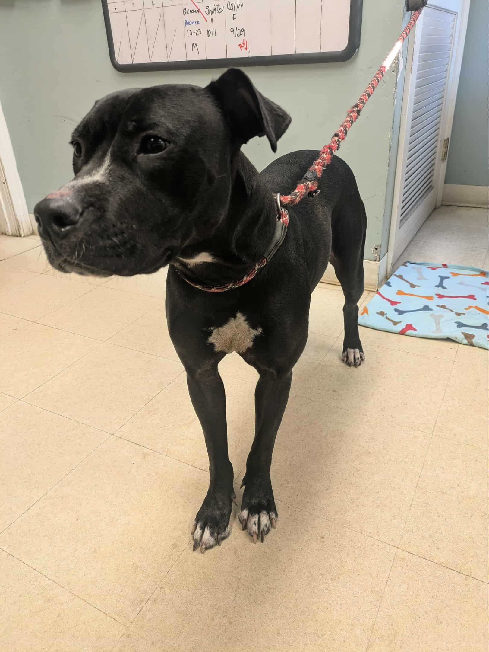 Enlarge Ember, an adopted mixed breed in Brockton, MA image 2/2