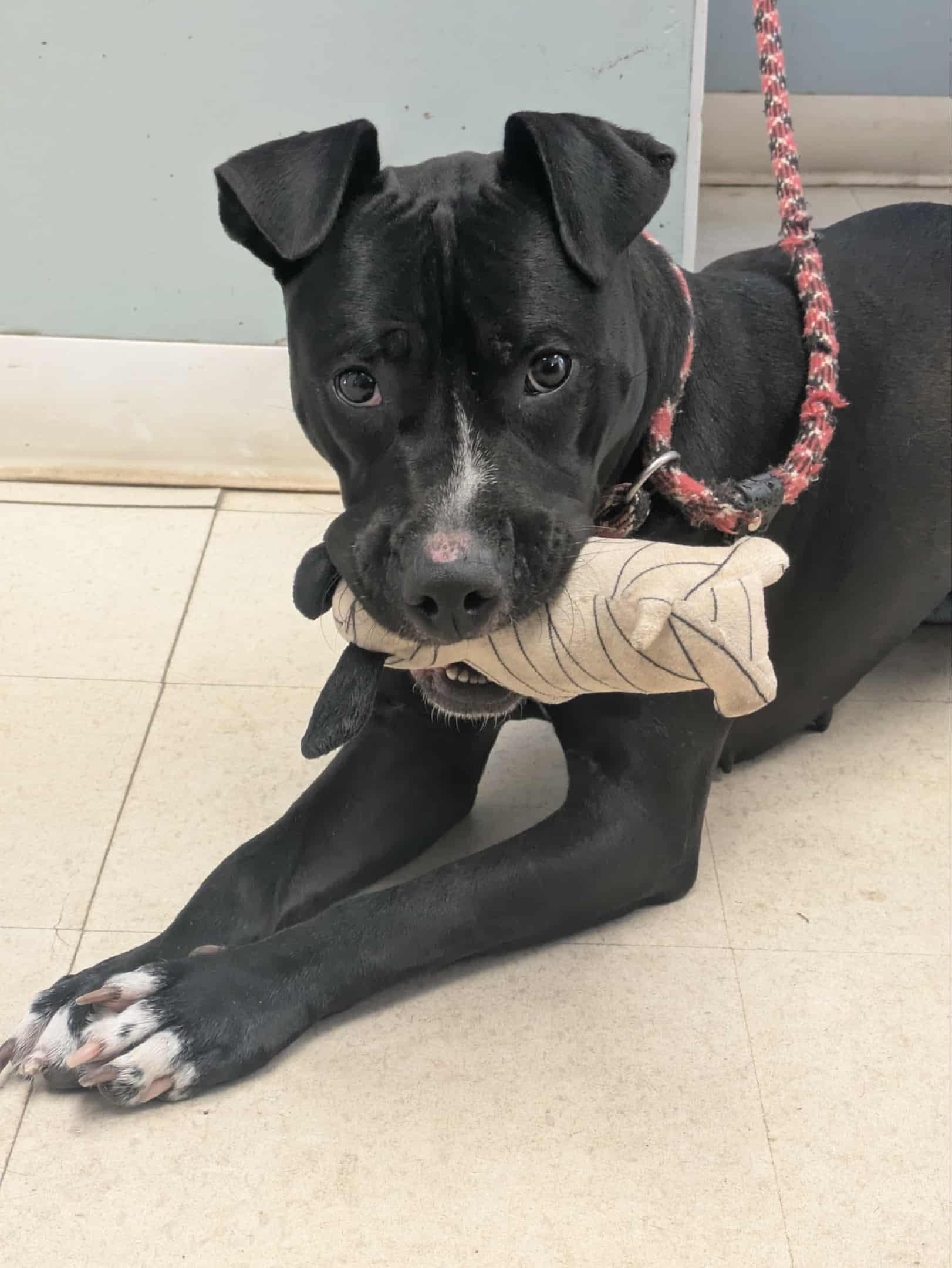 Enlarge Ember, an adopted mixed breed in Brockton, MA image 1/2