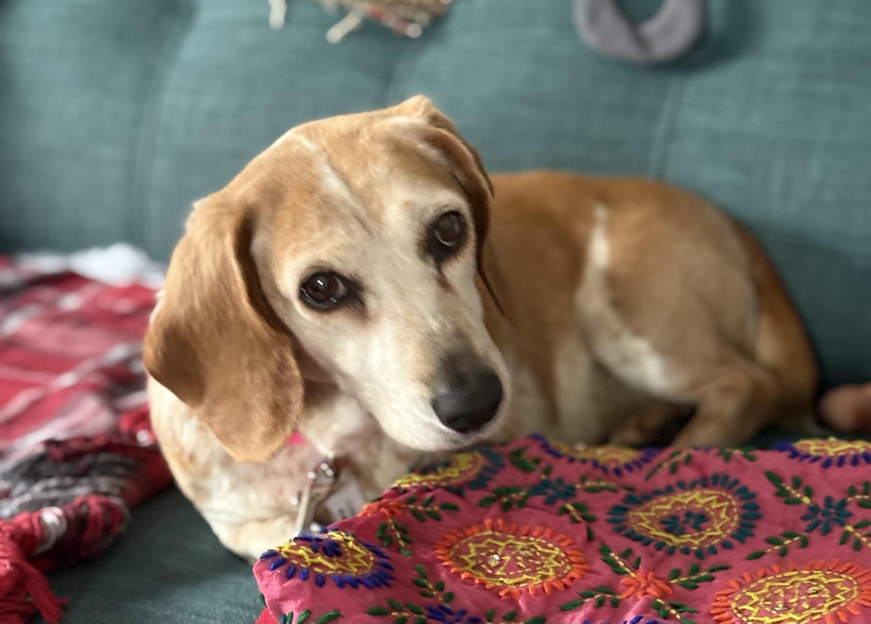 Enlarge Dexie (I’m a senior), an adoptable Beagle in Columbia, MD image 2/4