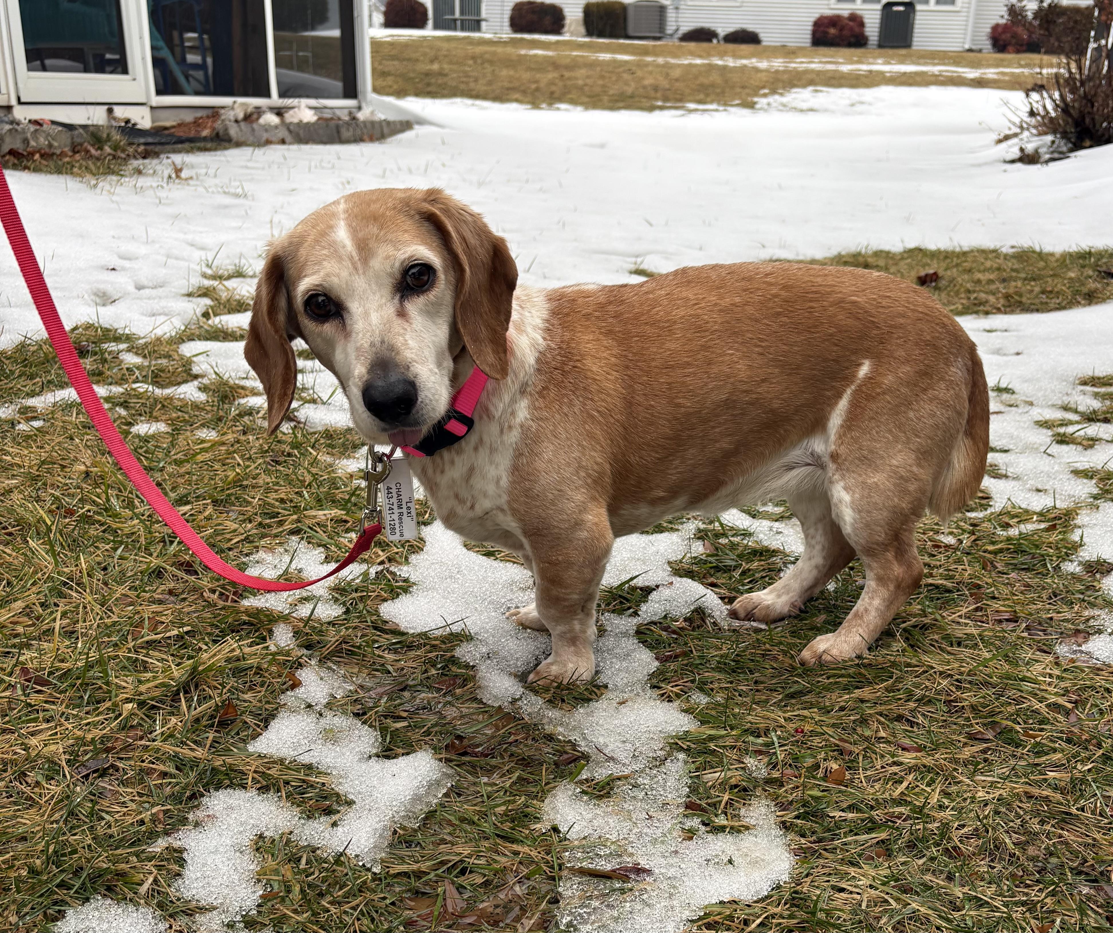Enlarge Dexie (I’m a senior), an adoptable Beagle in Columbia, MD image 4/4