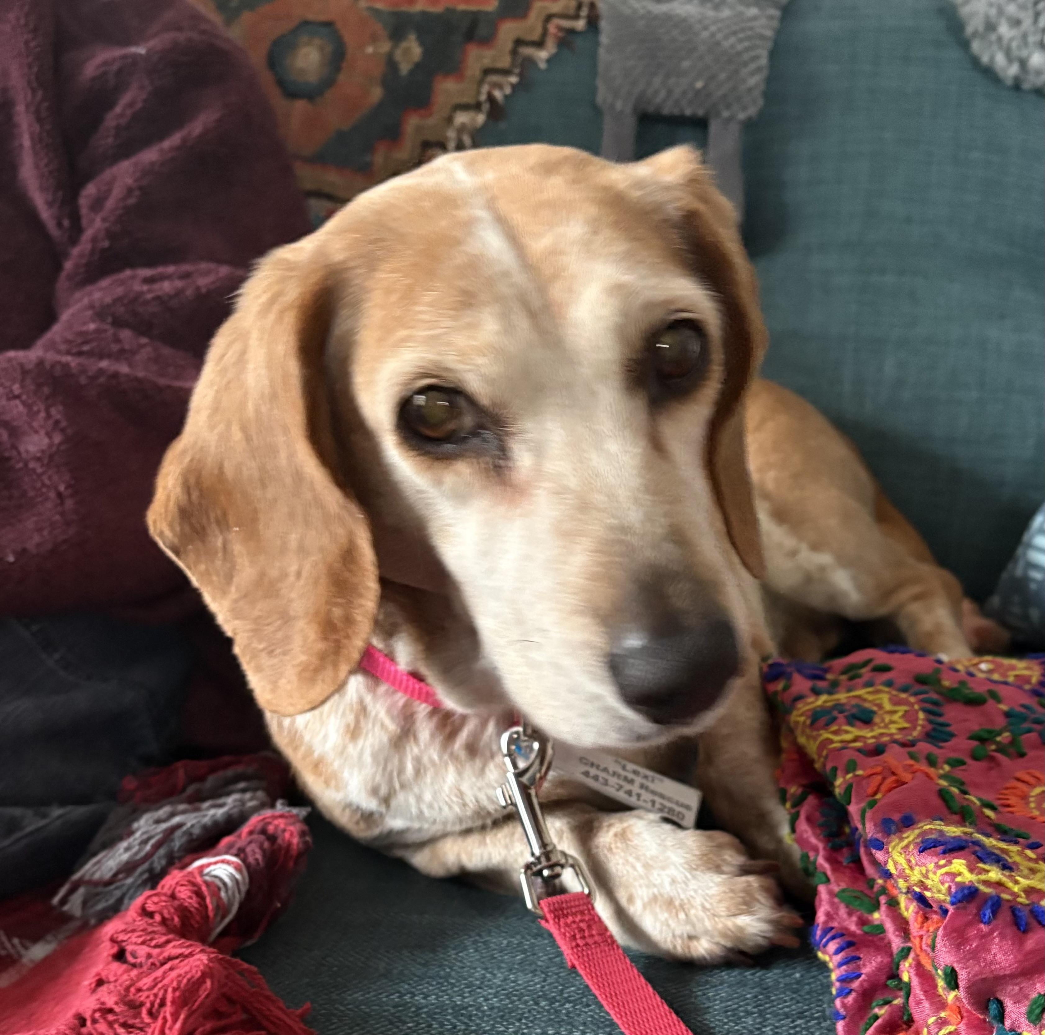 Enlarge Dexie (I’m a senior), an adoptable Beagle in Columbia, MD image 1/4