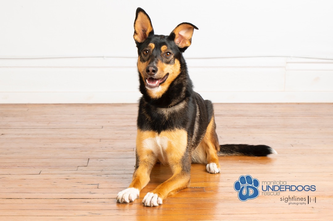 Moore, a Adoptable mixed breed in Winnipeg, MB image 3/6