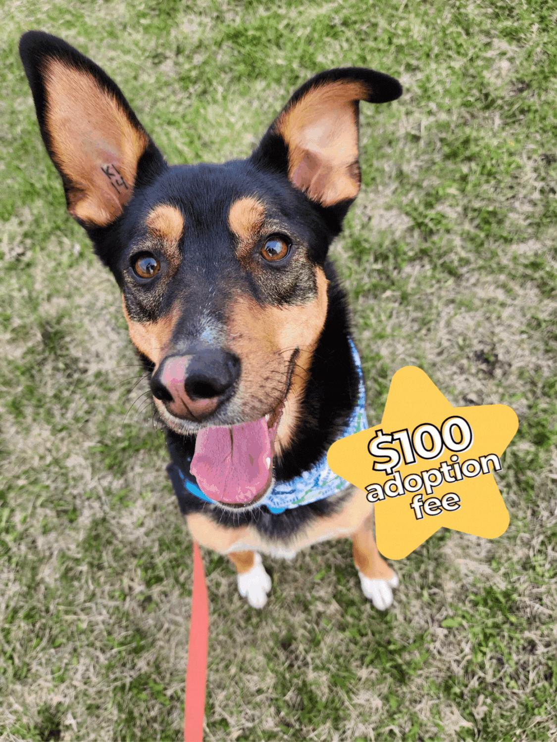 Moore, a Adoptable mixed breed in Winnipeg, MB image 1/6