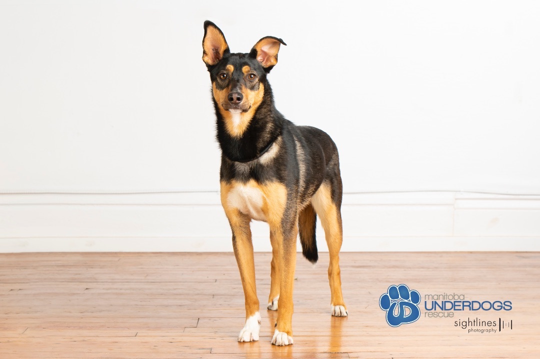 Moore, a Adoptable mixed breed in Winnipeg, MB image 4/6