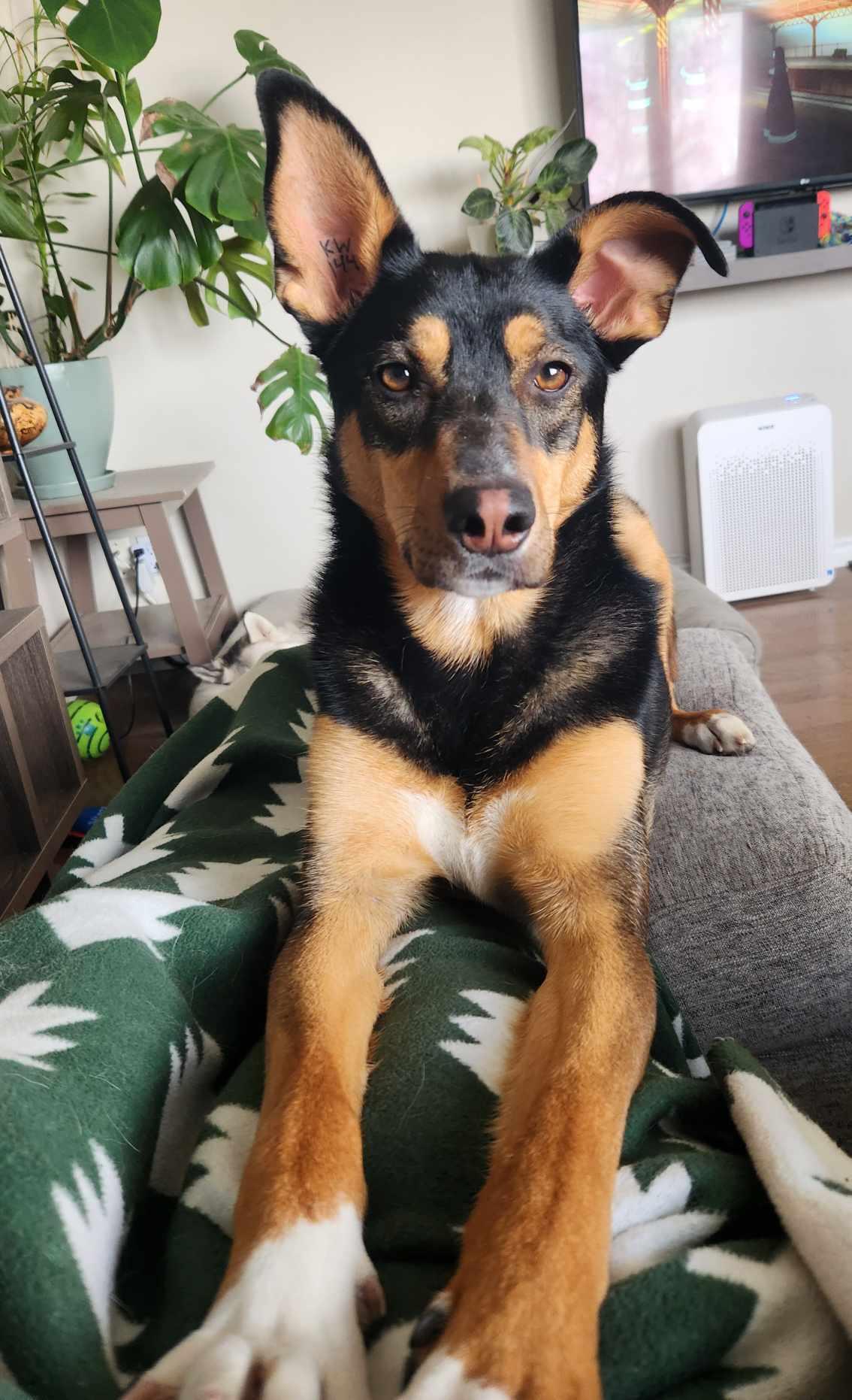 Moore, a Adoptable mixed breed in Winnipeg, MB image 2/6