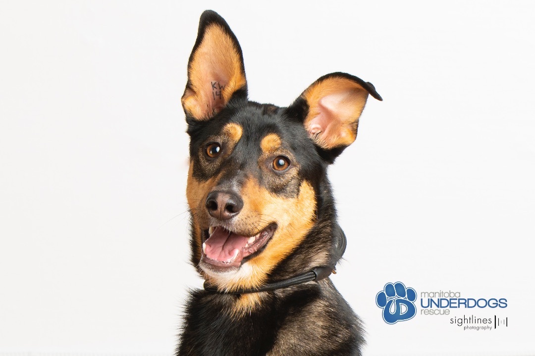 Moore, a Adoptable mixed breed in Winnipeg, MB image 5/6