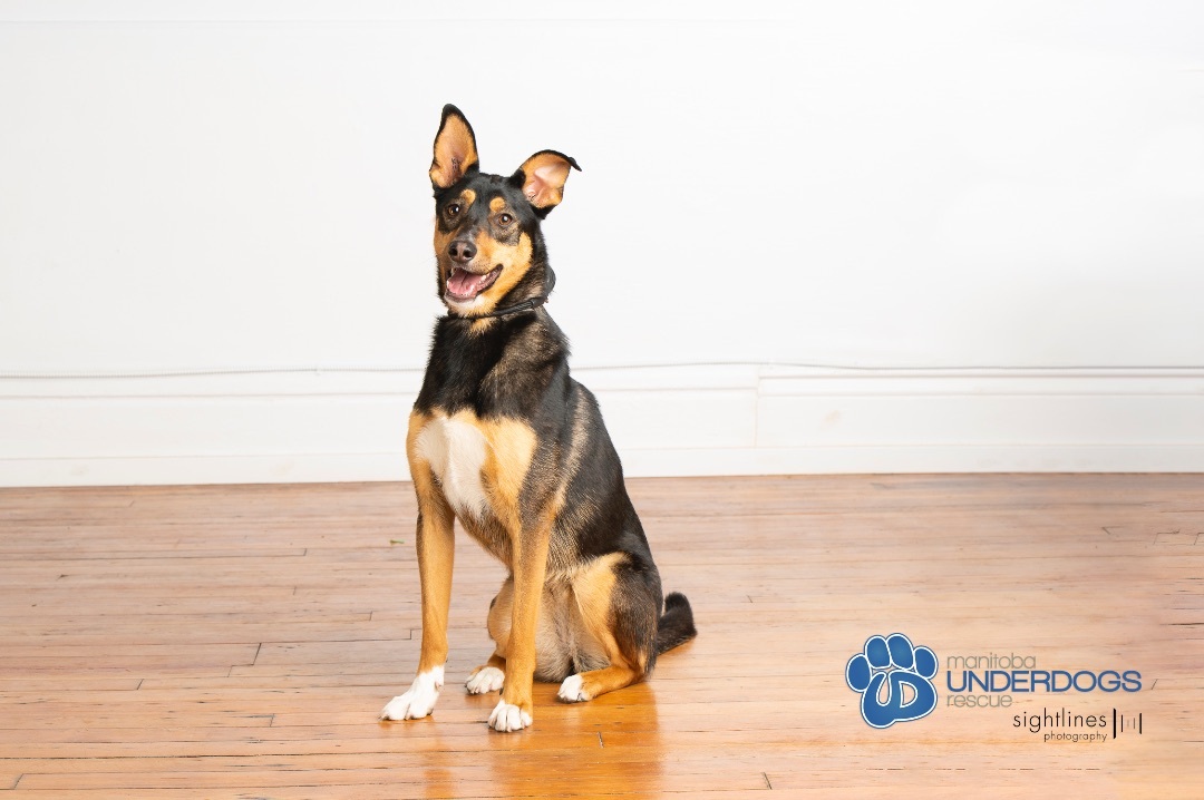 Moore, a Adoptable mixed breed in Winnipeg, MB image 6/6