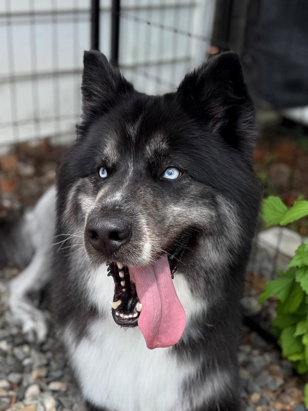Enlarge Suki - Shepard Mix, a Adopted mixed breed in Boonton, NJ image 2/6