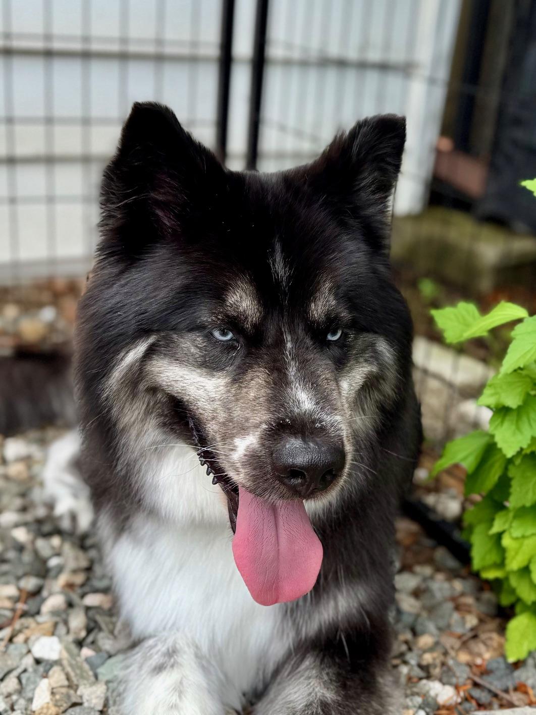 Enlarge Suki - Shepard Mix, a Adopted mixed breed in Boonton, NJ image 5/6
