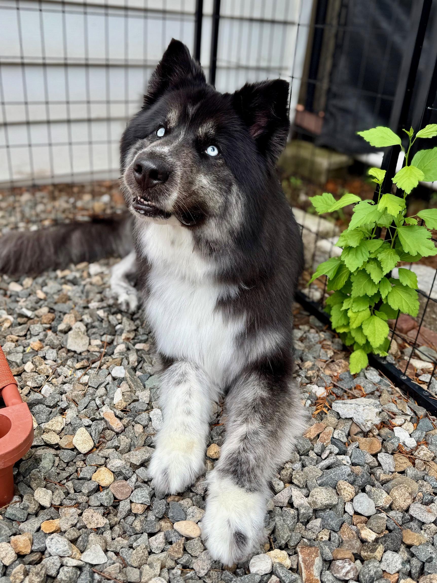 Enlarge Suki - Shepard Mix, a Adopted mixed breed in Boonton, NJ image 6/6