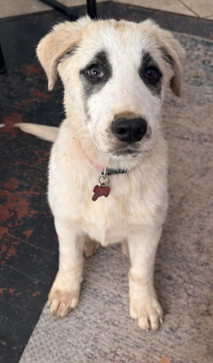 Enlarge Roast , a ADOPTABLE mixed breed in Kiowa, OK image 2/5