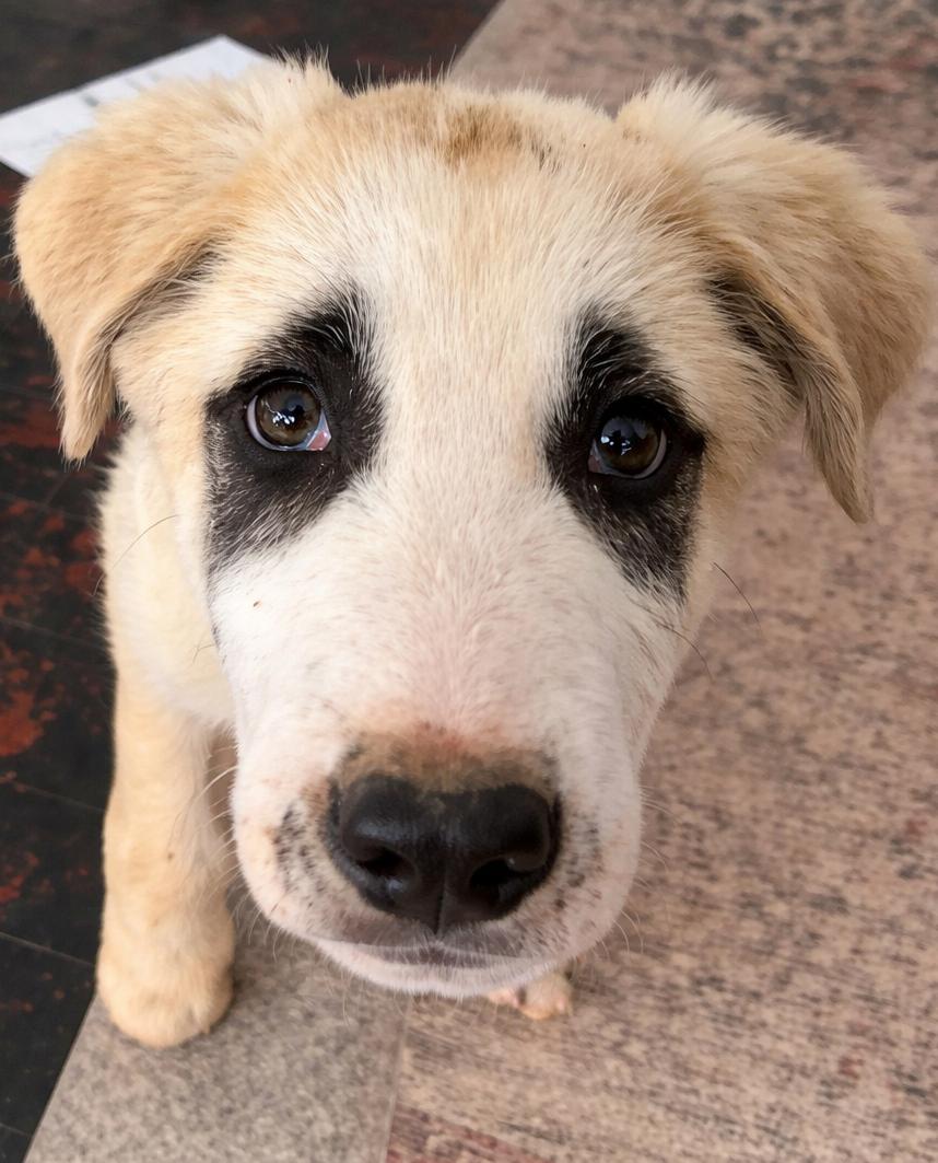 Enlarge Roast , a ADOPTABLE mixed breed in Kiowa, OK image 3/5