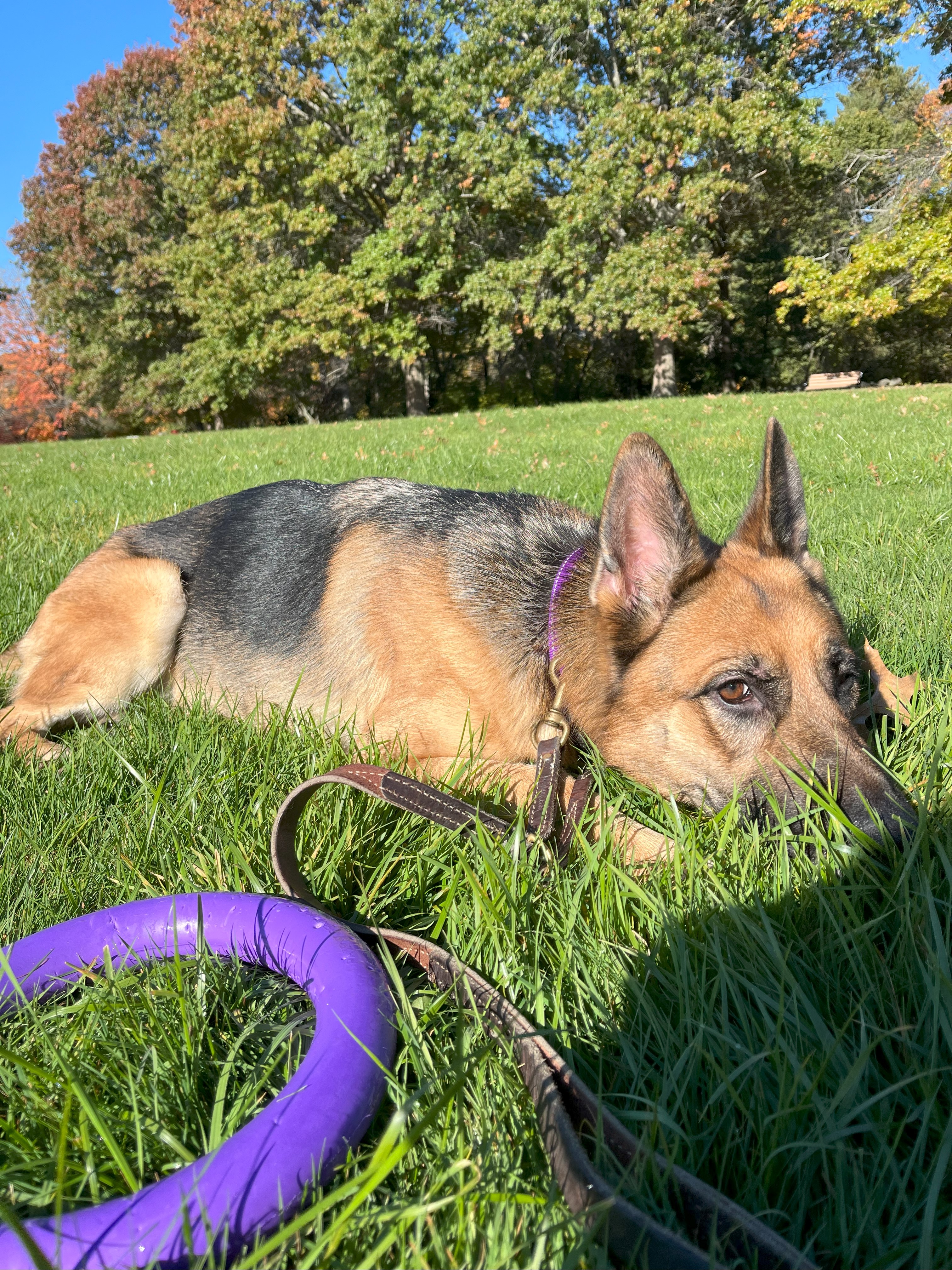 Athena, a Adopted German Shepherd Dog in Nahant, MA image 1/6