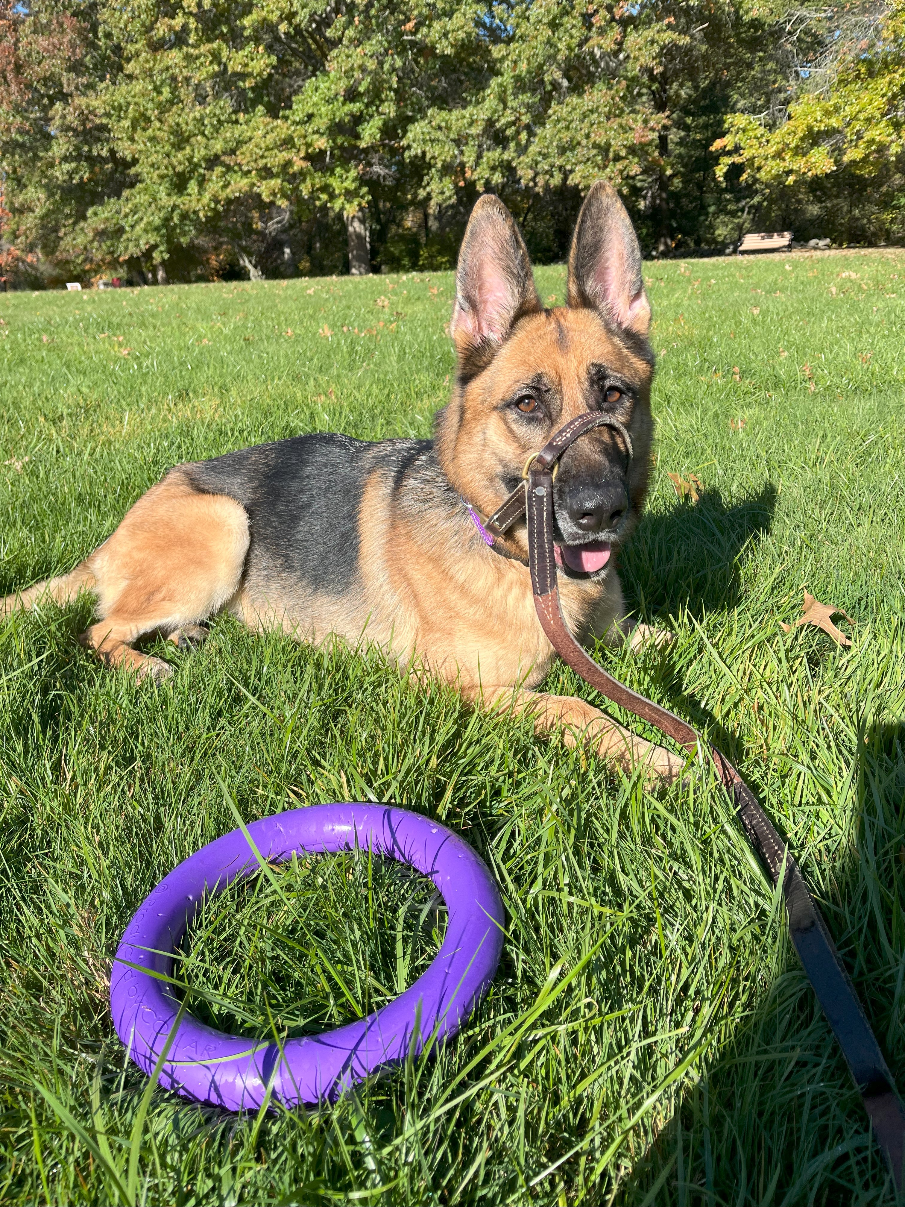 Athena, a Adopted German Shepherd Dog in Nahant, MA image 2/6