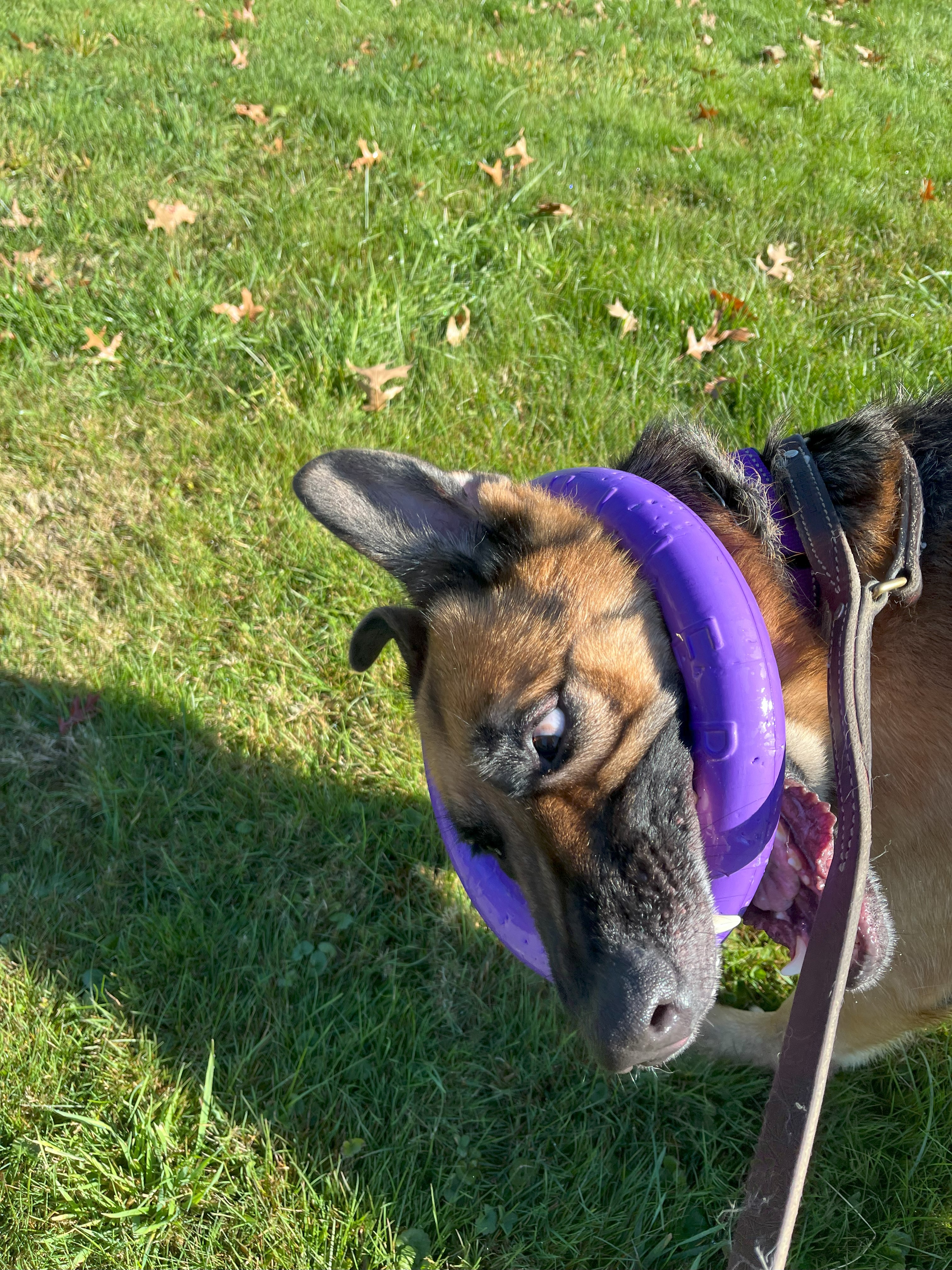 Athena, a Adopted German Shepherd Dog in Nahant, MA image 3/6