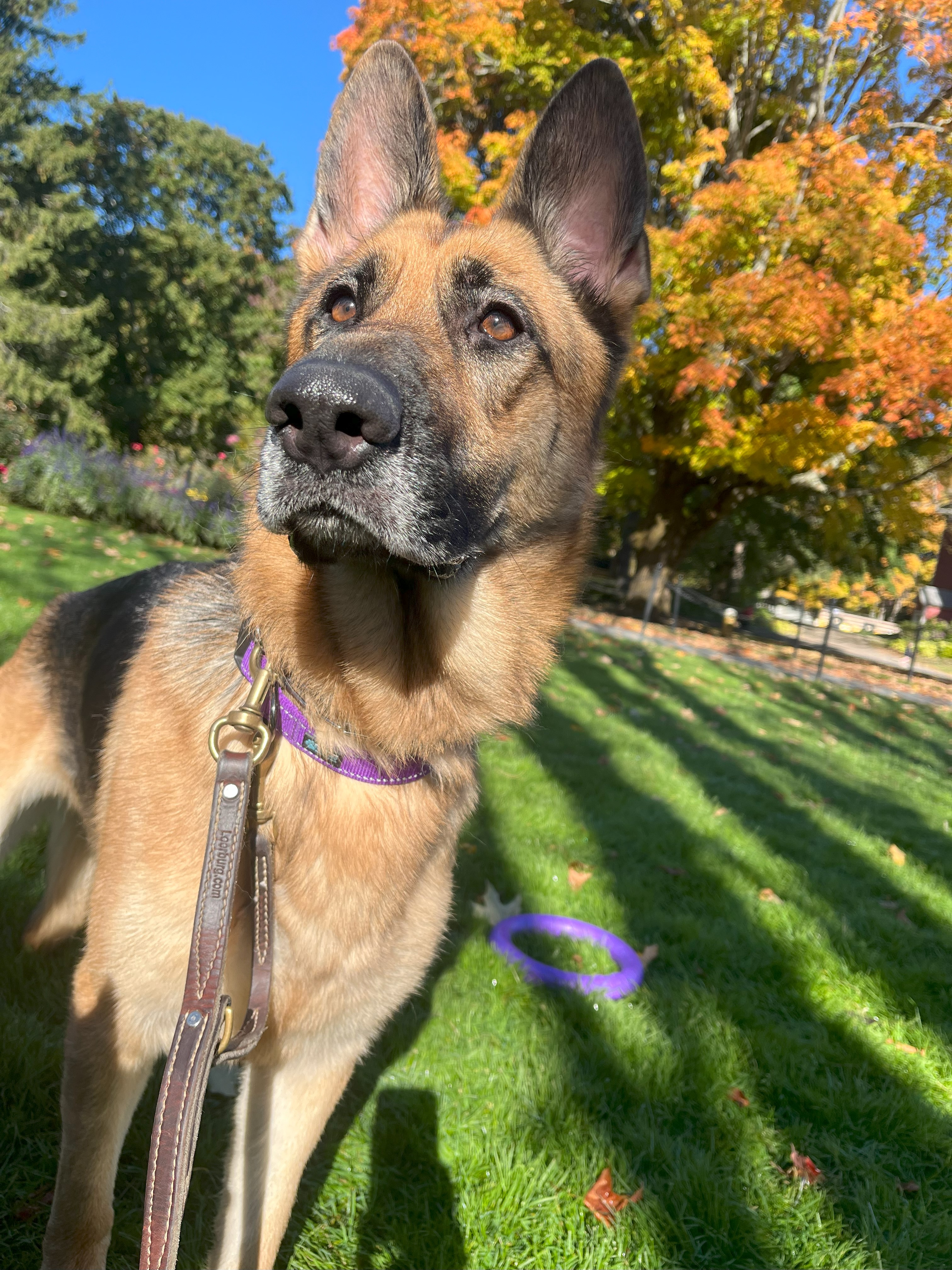 Athena, a Adopted German Shepherd Dog in Nahant, MA image 4/6