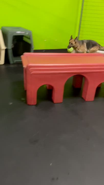 Enlarge Athena, a Adopted German Shepherd Dog in Nahant, MA video 6/6