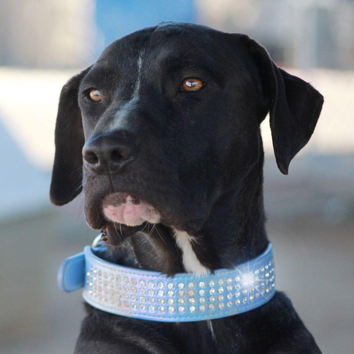 Louie, Adoptable, Adult Male Labrador Retriever & Great Dane.