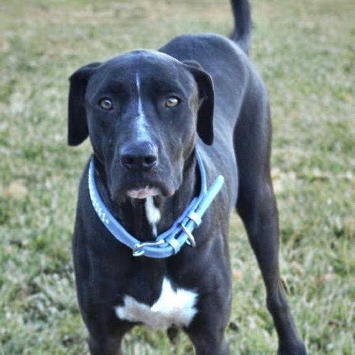 Louie, a Adoptable mixed breed in Kingman, AZ image 2/3