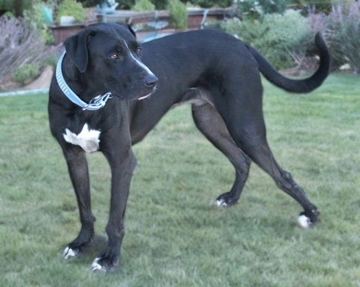 Louie, a Adoptable mixed breed in Kingman, AZ image 3/3