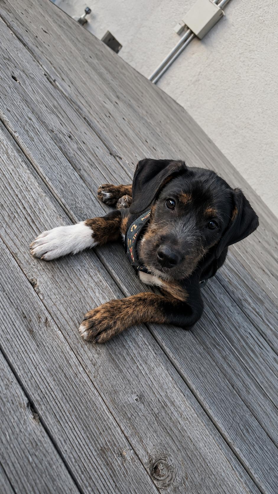 Enlarge Ruger, an adopted mixed breed in Lodi, CA image 4/6