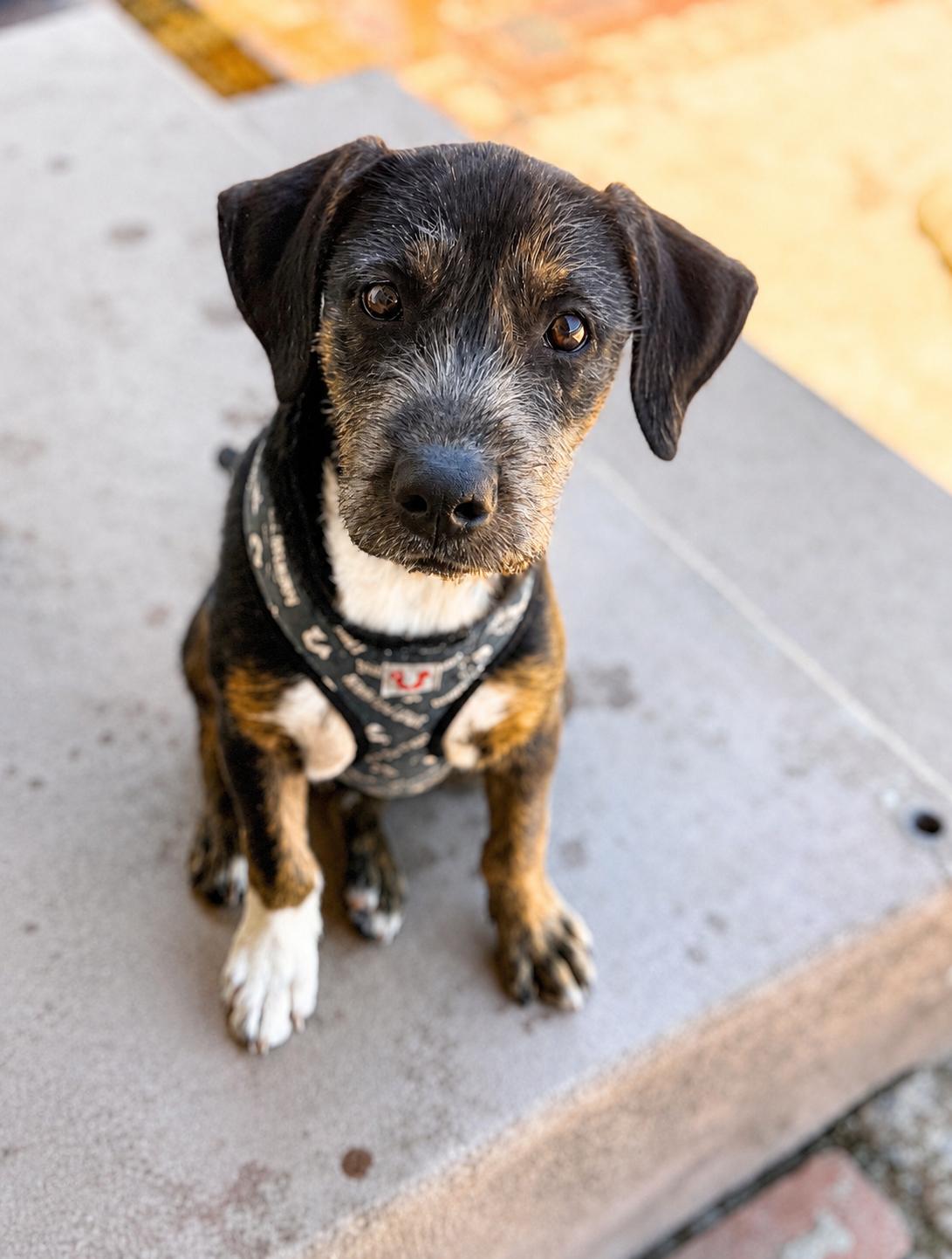 Enlarge Ruger, an adopted mixed breed in Lodi, CA image 1/6