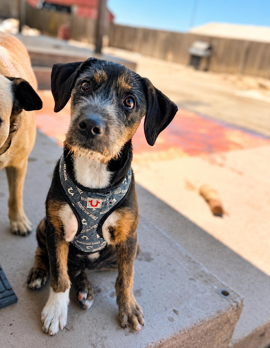 Enlarge Ruger, an adopted mixed breed in Lodi, CA image 2/6