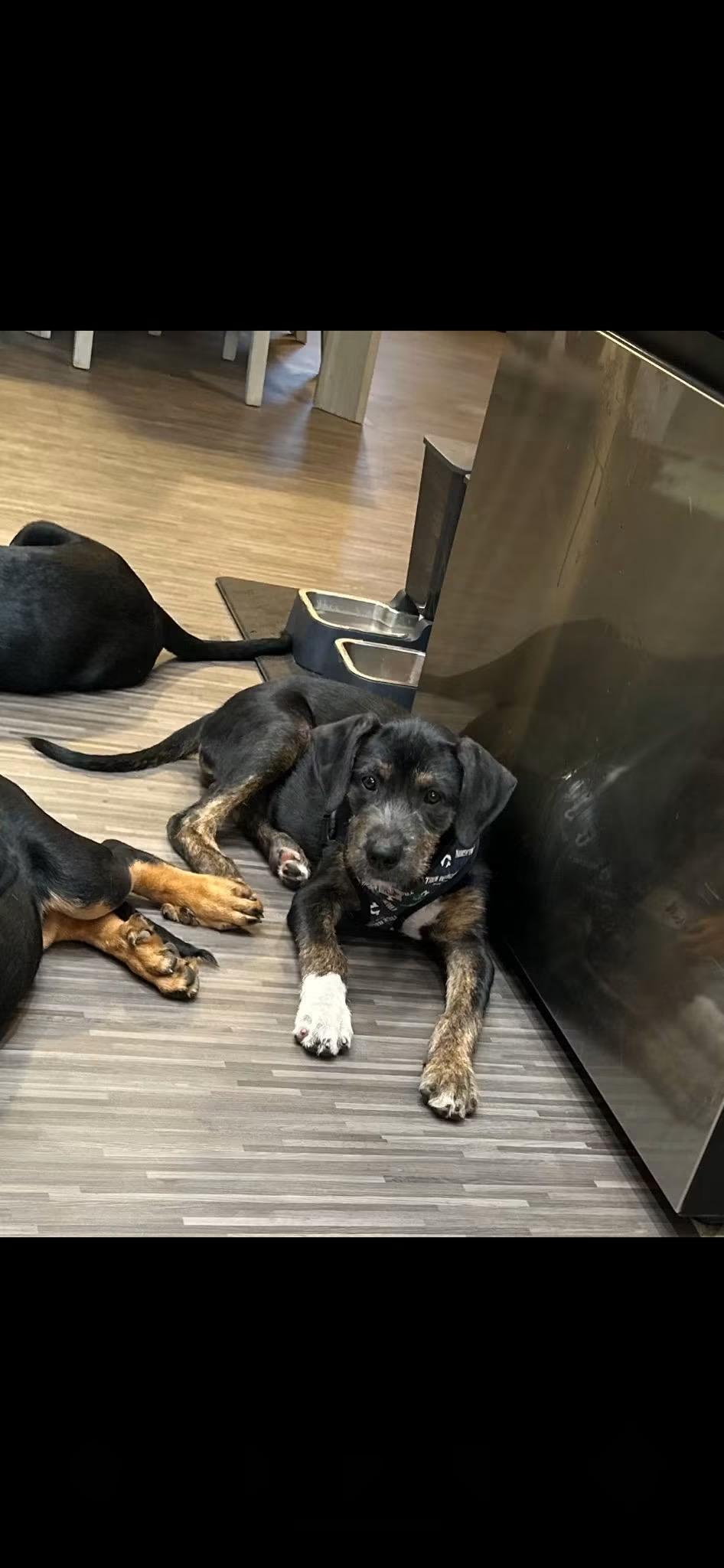 Enlarge Ruger, an adopted mixed breed in Lodi, CA image 5/6