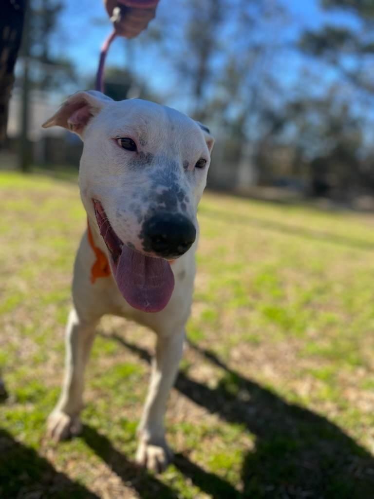 Buddy, a Adoptable Bull Terrier in Orangeburg, SC image 1/3
