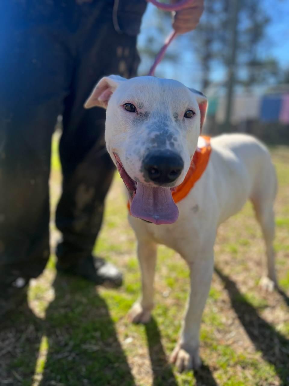 Buddy, a Adoptable Bull Terrier in Orangeburg, SC image 3/3